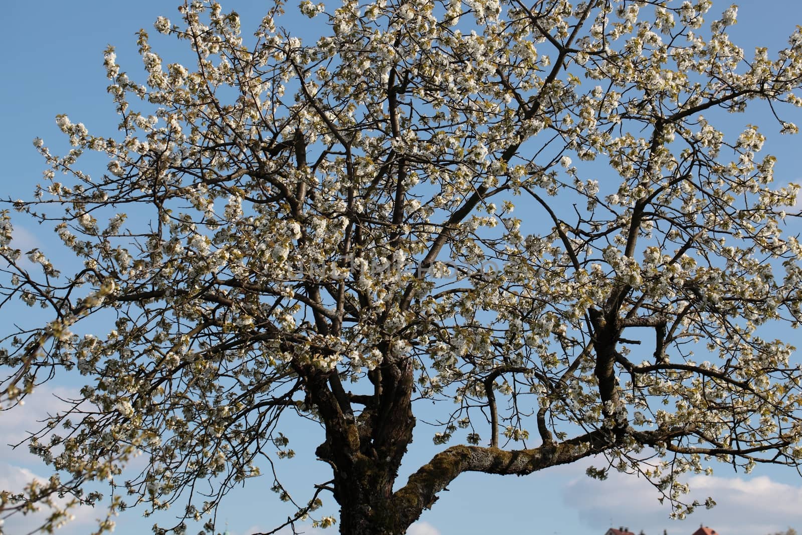 Cherry tree with blossoms in Spring.