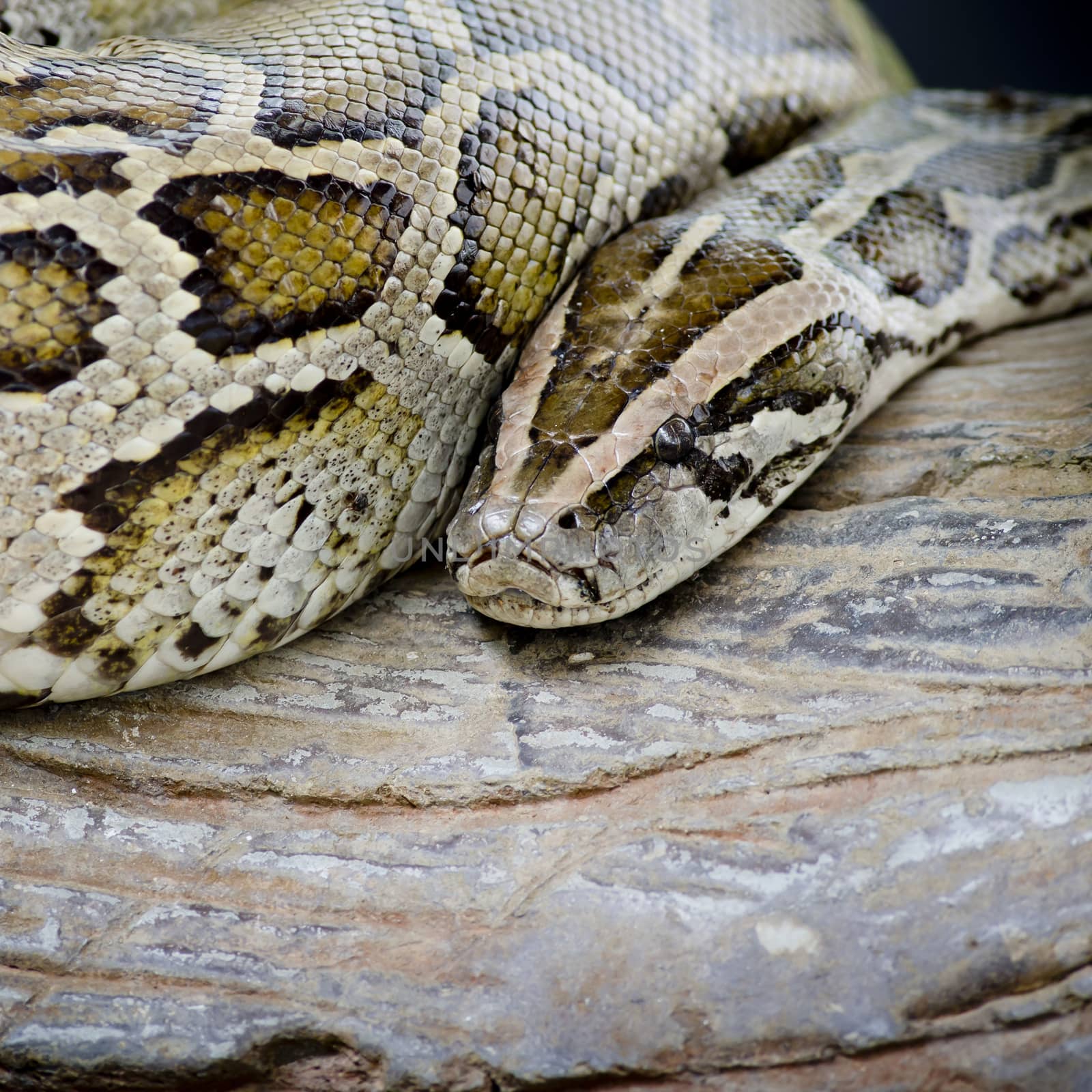 Close-up photo of burmese python (Python molurus bivittatus) iso by art9858