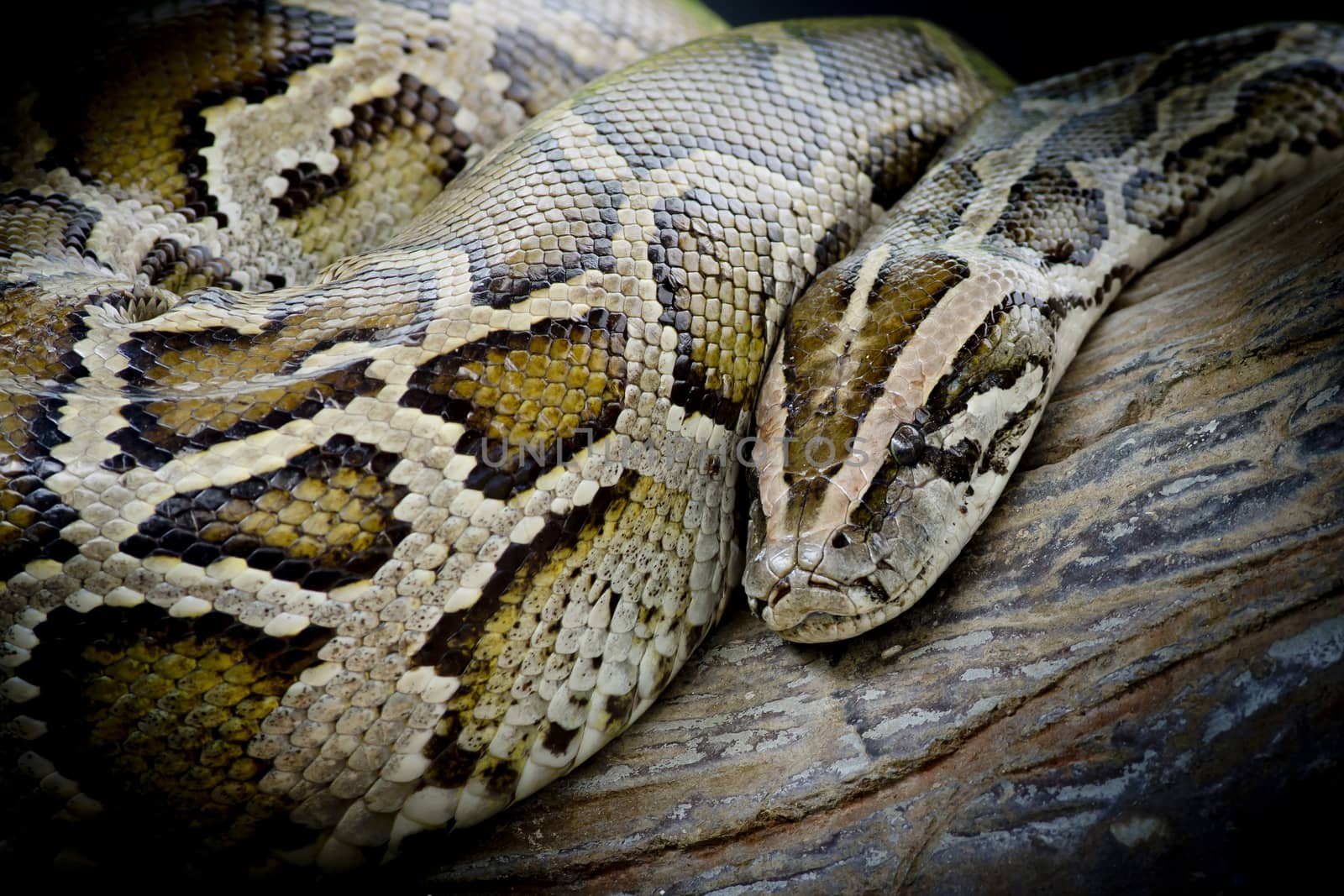 Close-up photo of burmese python (Python molurus bivittatus) isolated on black background.