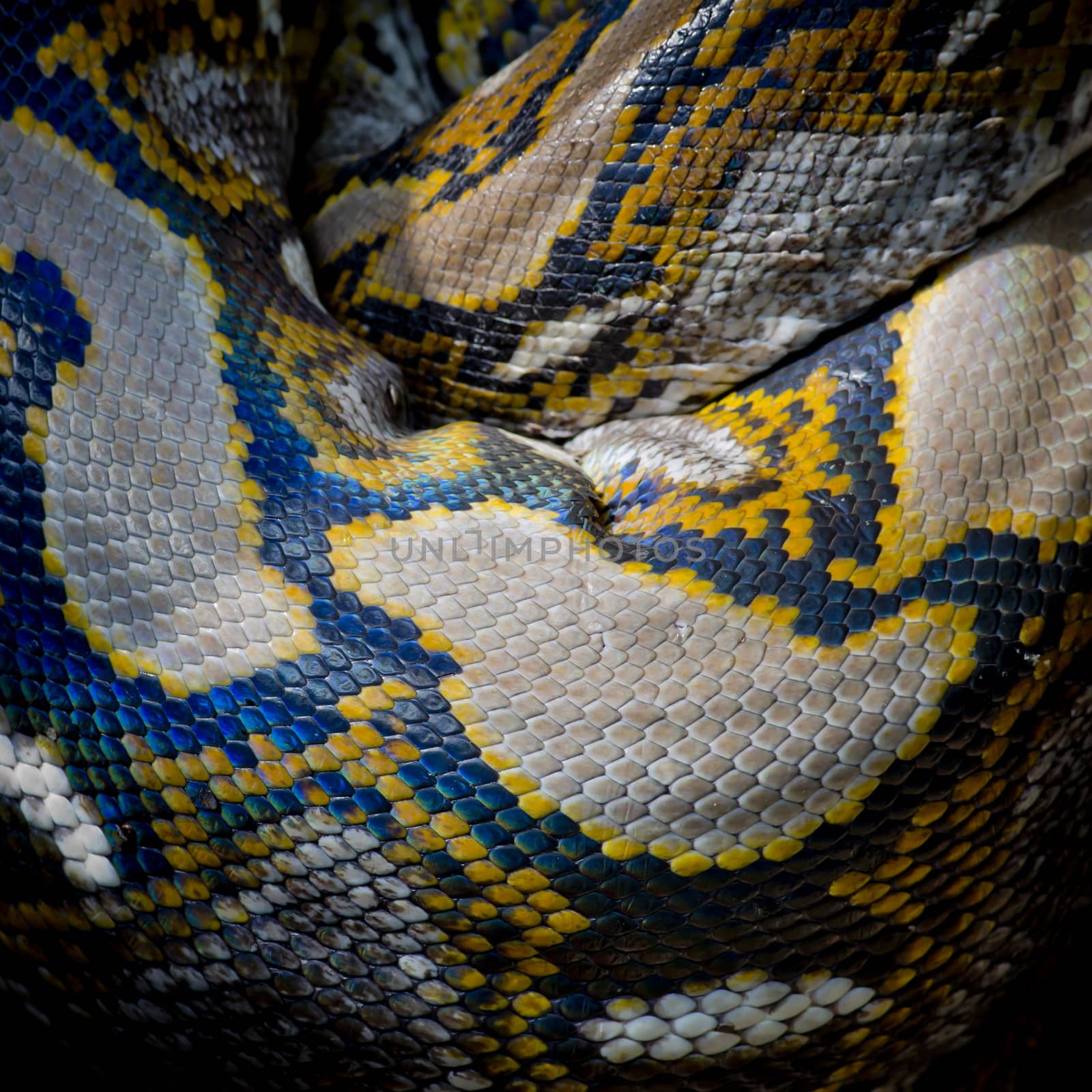 Close-up photo of burmese python (Python molurus bivittatus) isolated on black background.