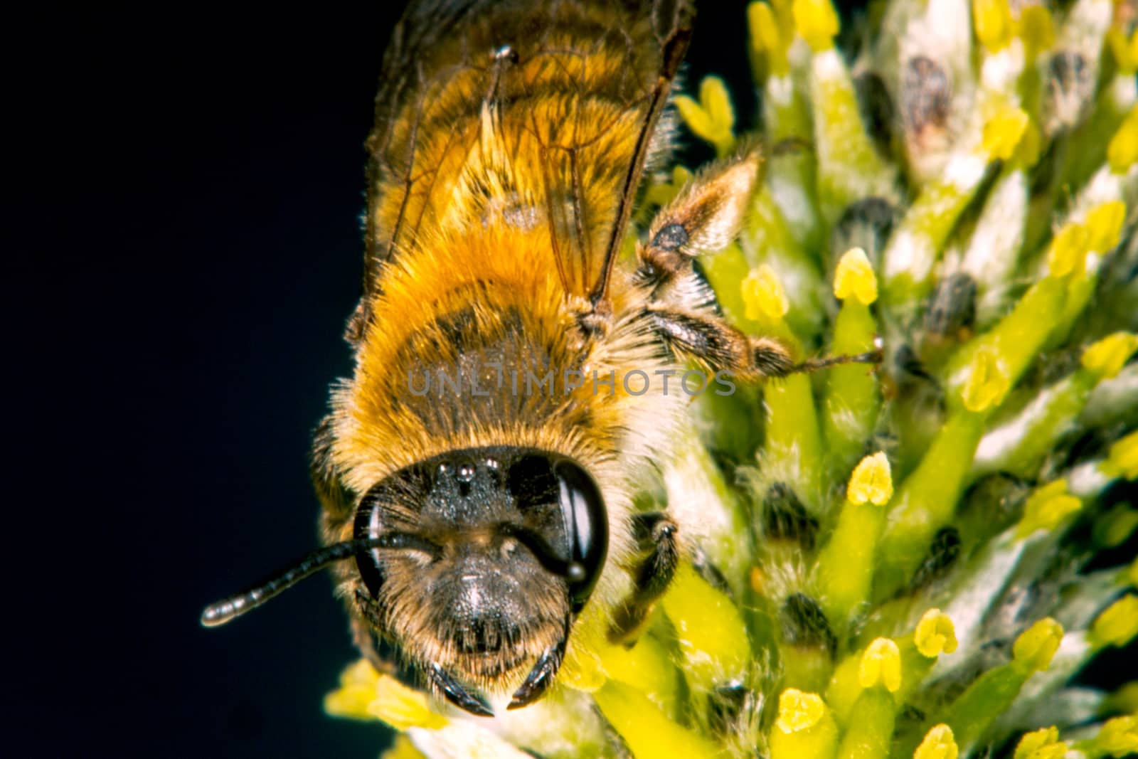 Bee Portrait by thomas_males