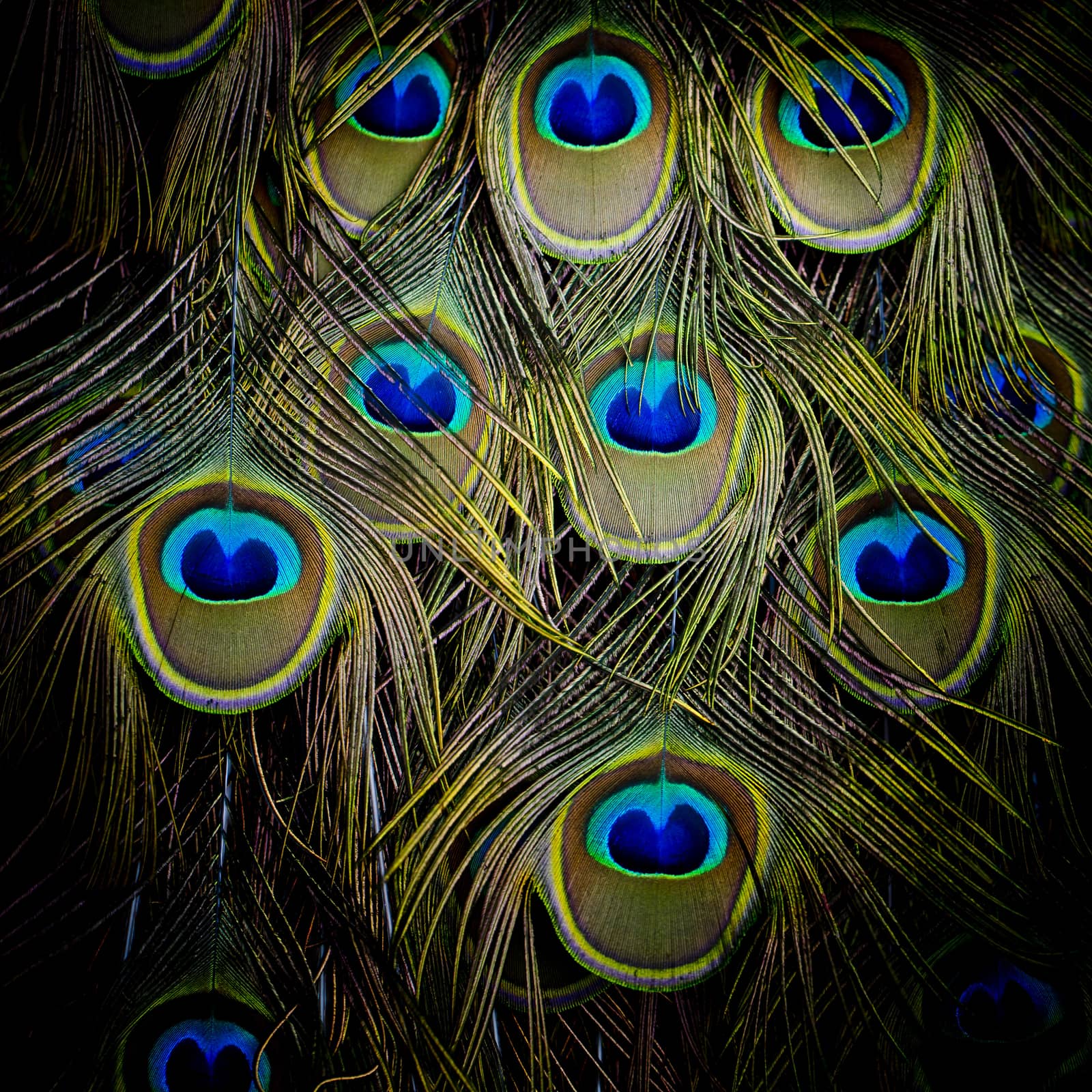 Peacock green and blue plumage in close up.