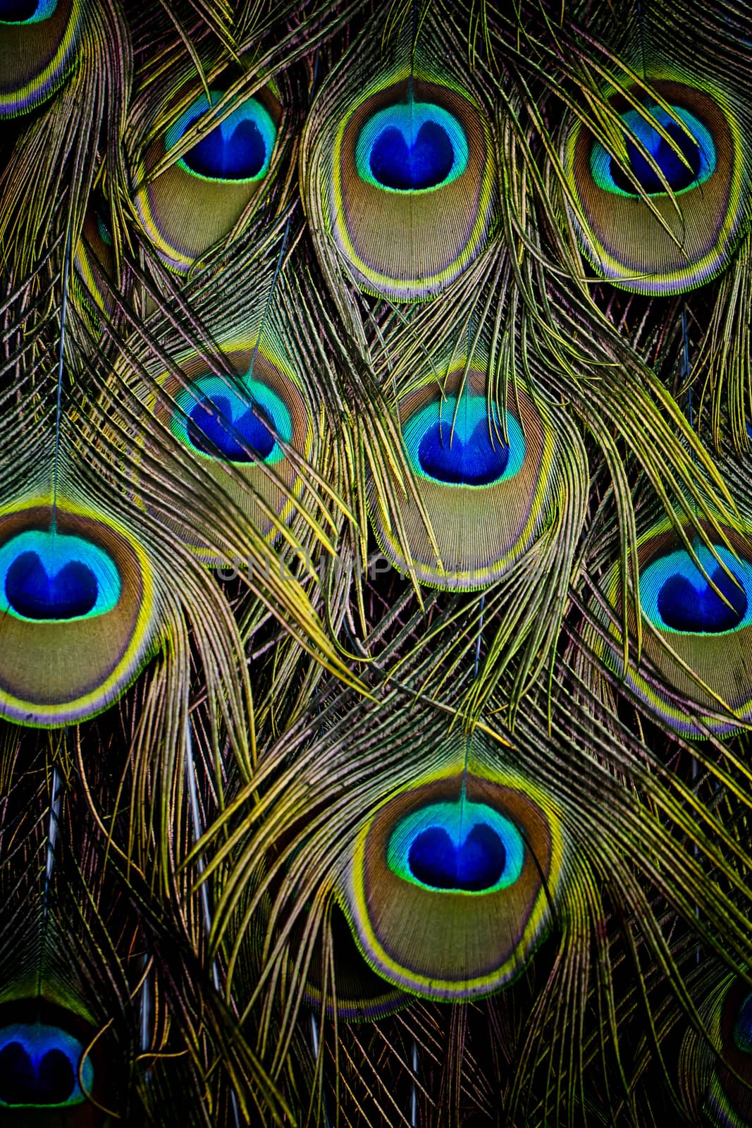 Peacock green and blue plumage in close up.