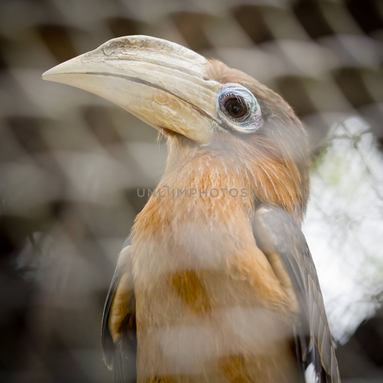 Brown hornbill, Rusty-cheeked hornbill (Anorrhinus tickelli)