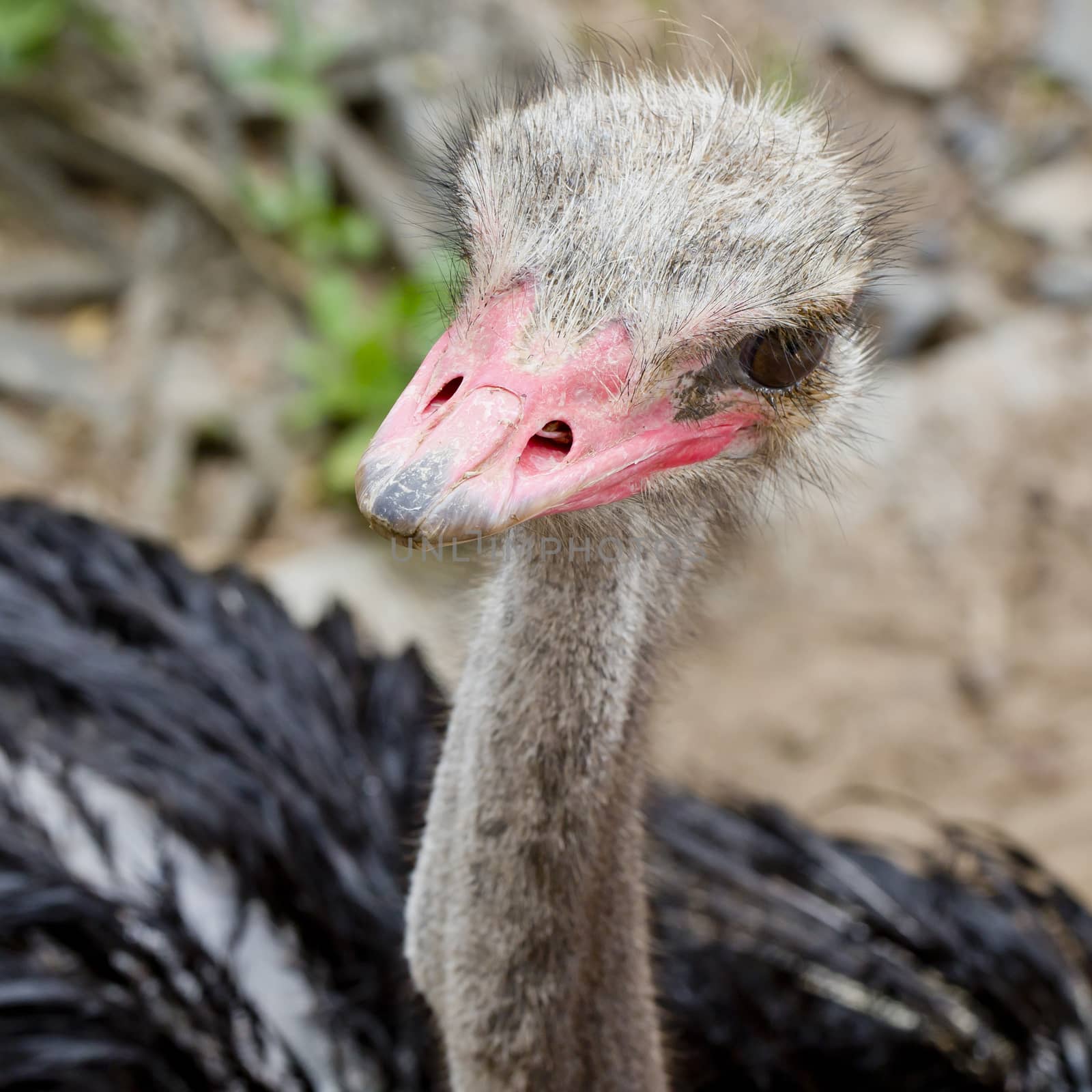 Ostrich head closeup - top view