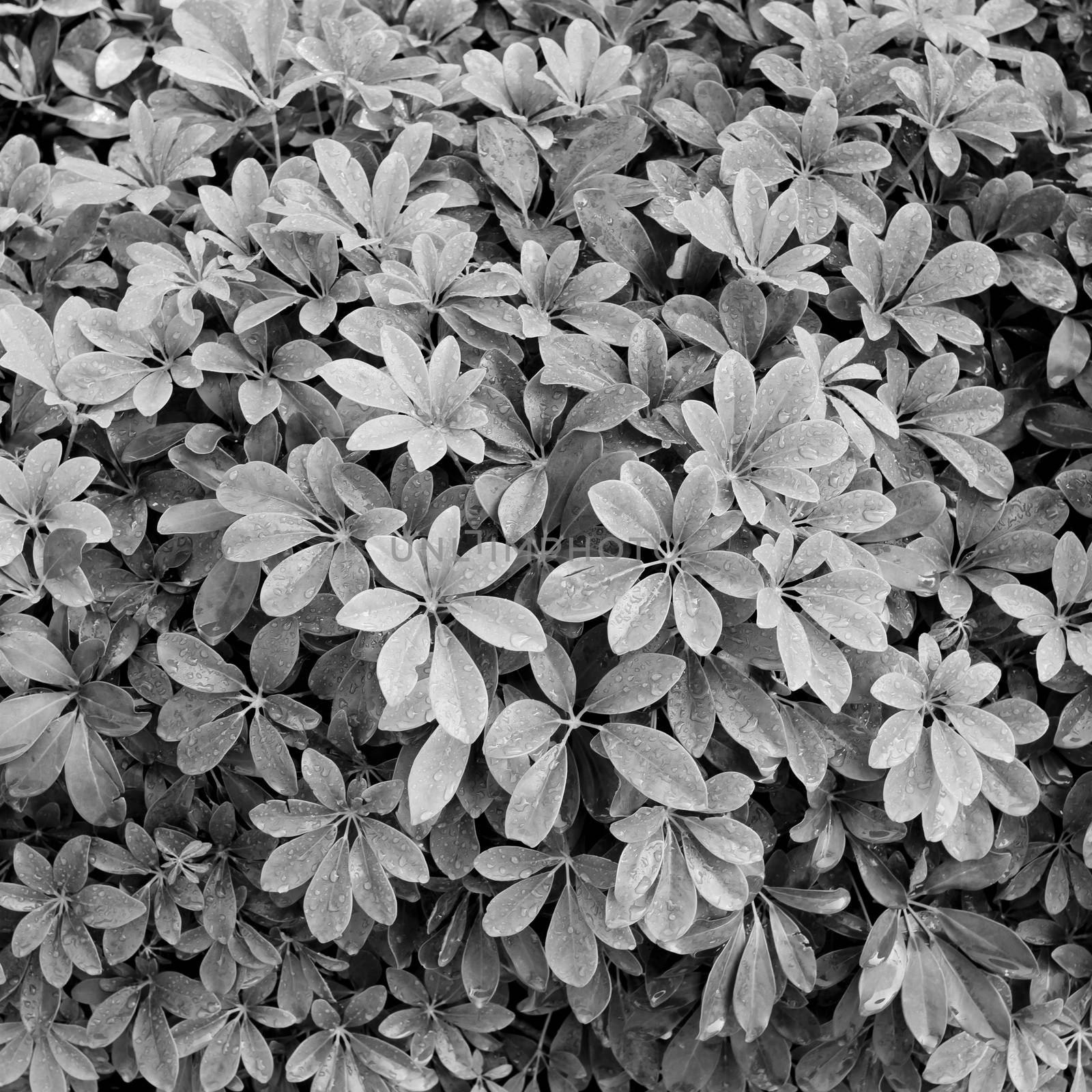 black and white leaf background