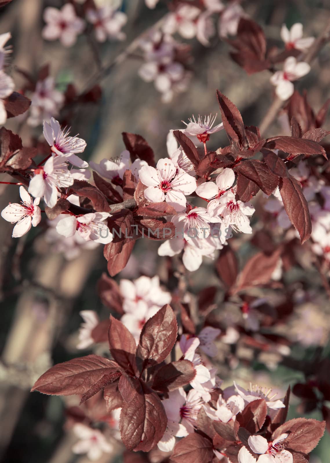 Pink cherry blossom in spring  by oxanatravel