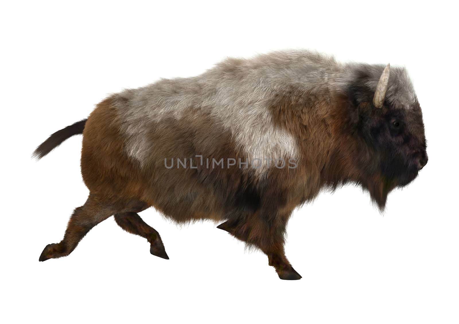 3D digital render of a running American bison isolated on white background