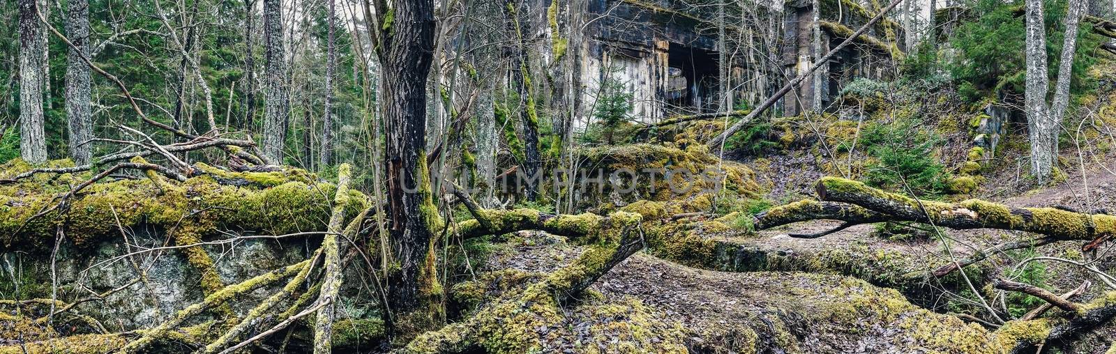 Moss covered rocks in pine tree forest