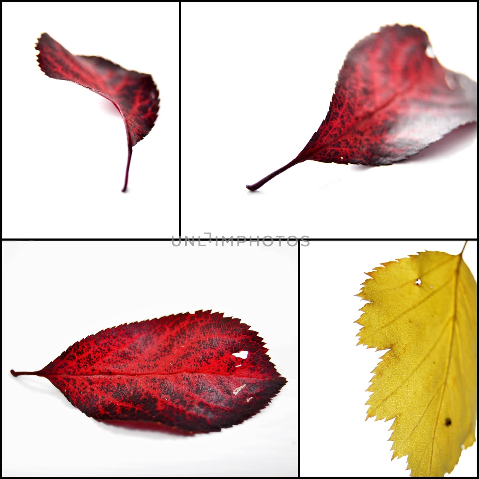 Autumn leaves by nehru