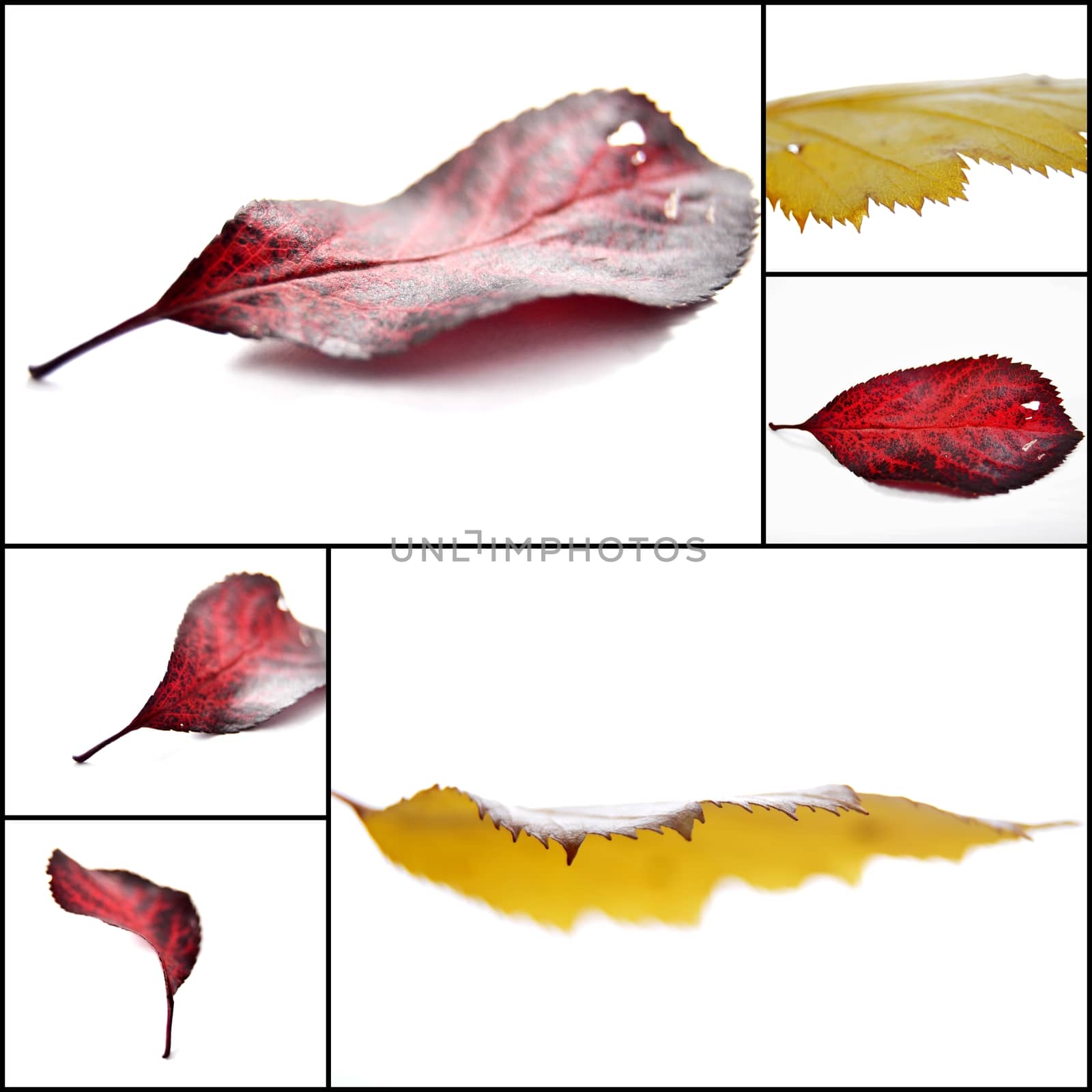 Collage  picture of Autumn leaves , red and yellow, 