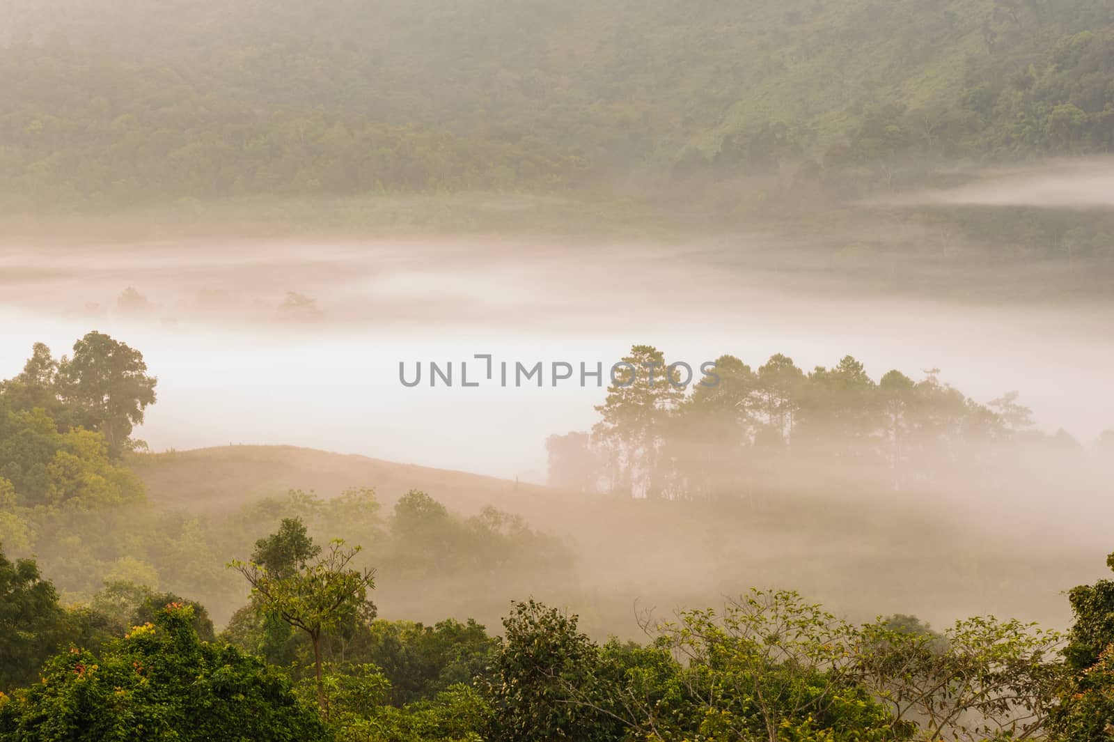 Beautiful misty sunrise on tropical forest mist, north Thailand.