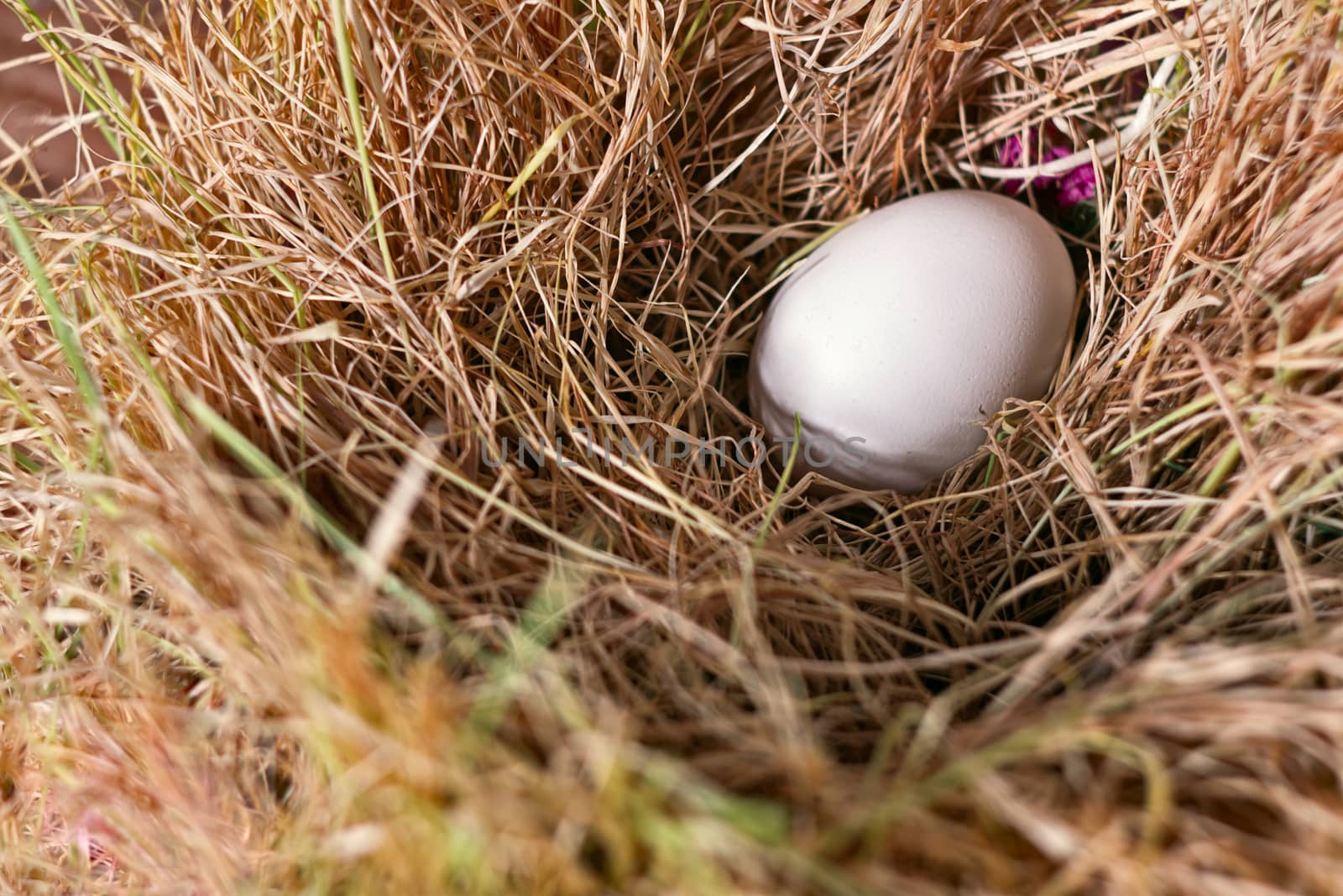 White egg in a nest of hay