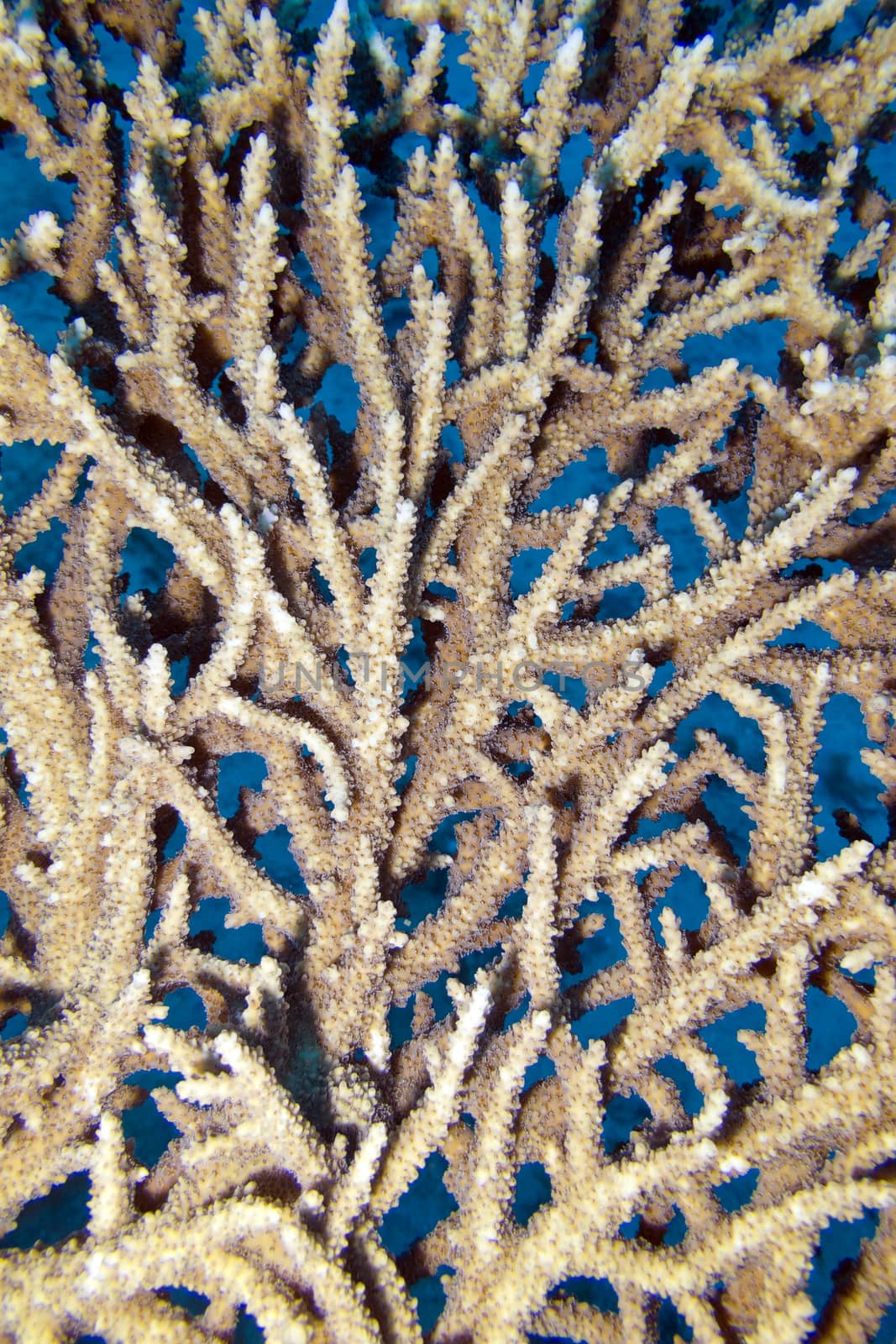 coral reef with table coral close up, underwater