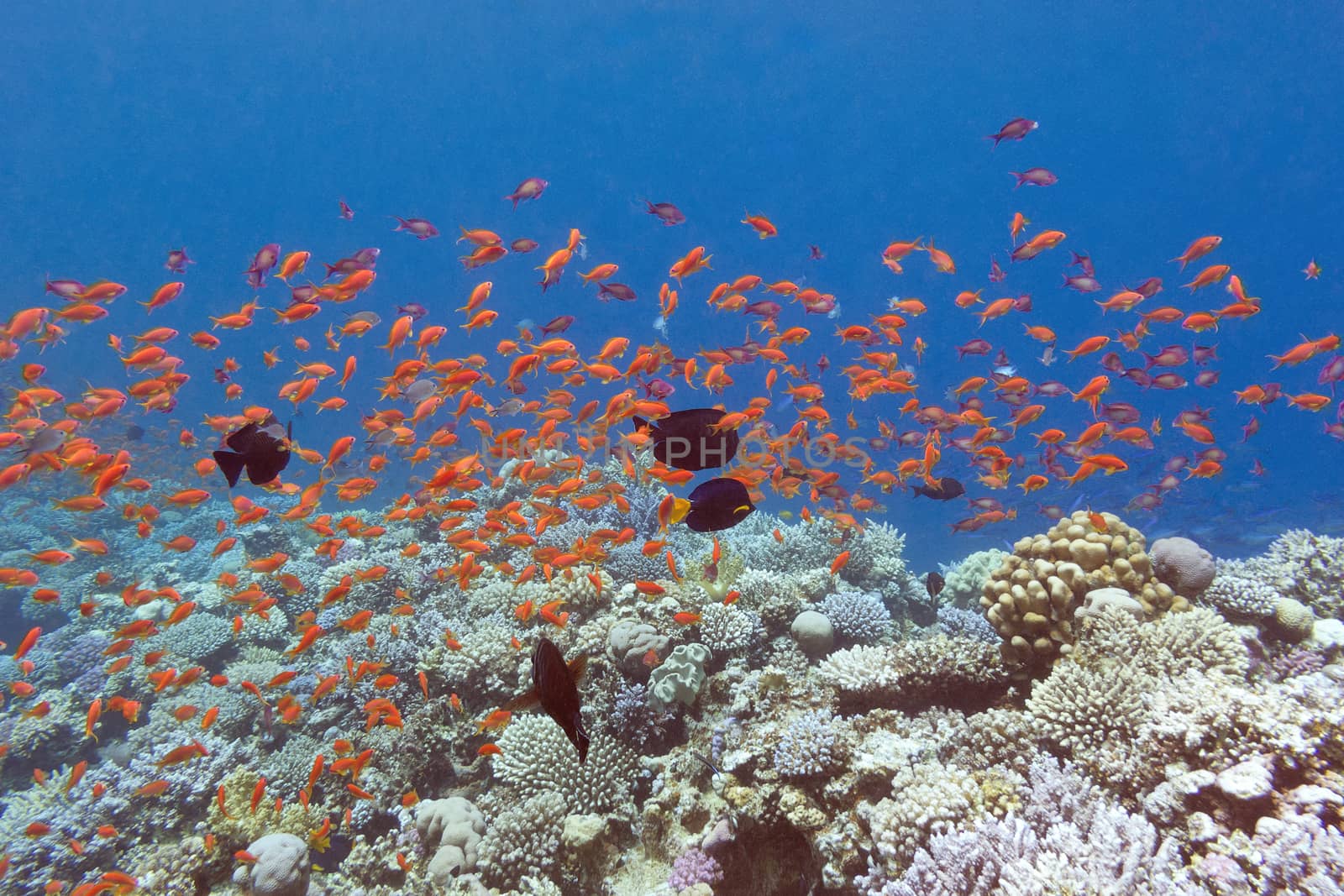 coral reef with fishes scalefin anthias in tropical sea, underwater by mychadre77