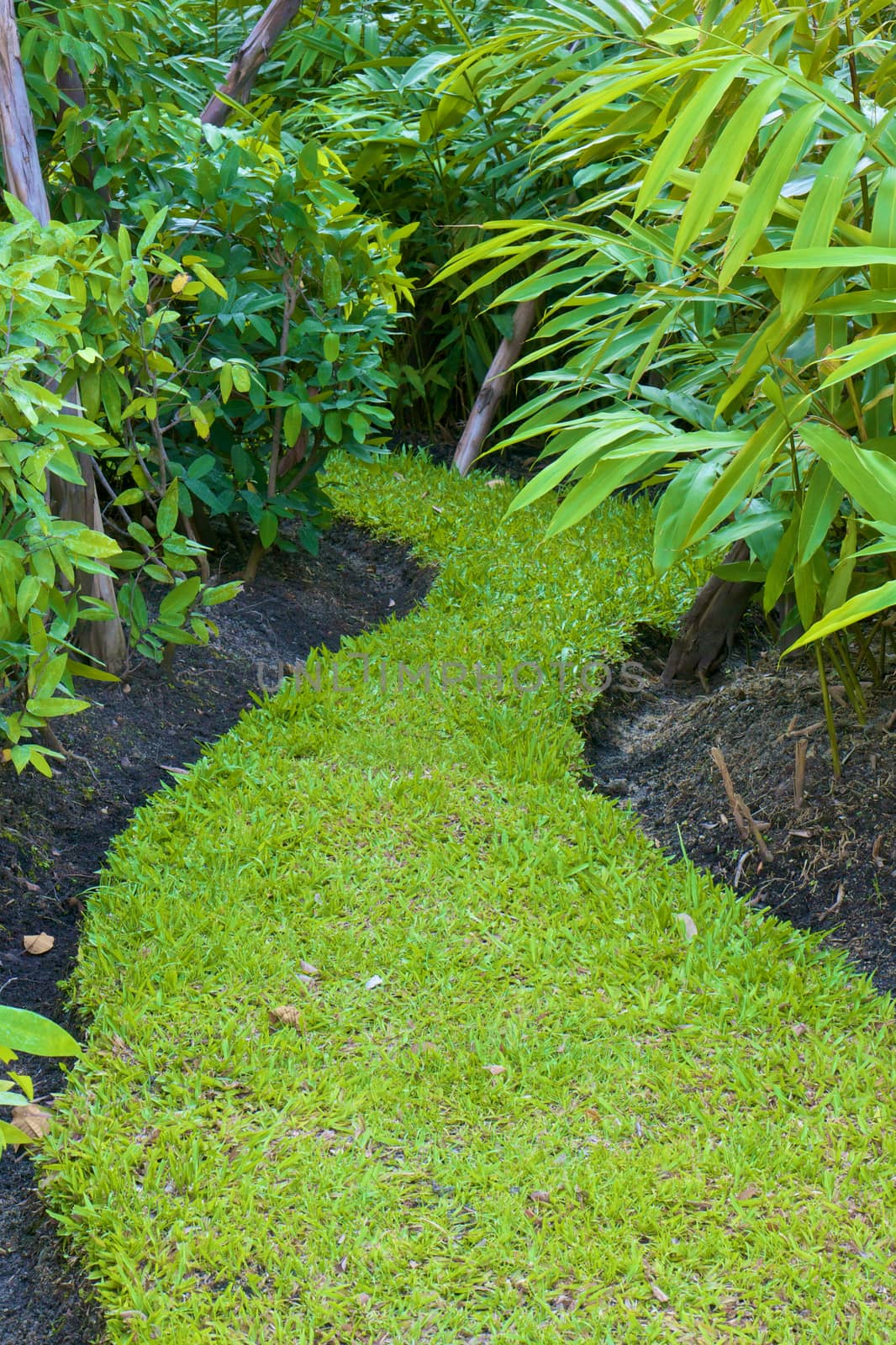 Curve way of fresh green grass between plant in garden.