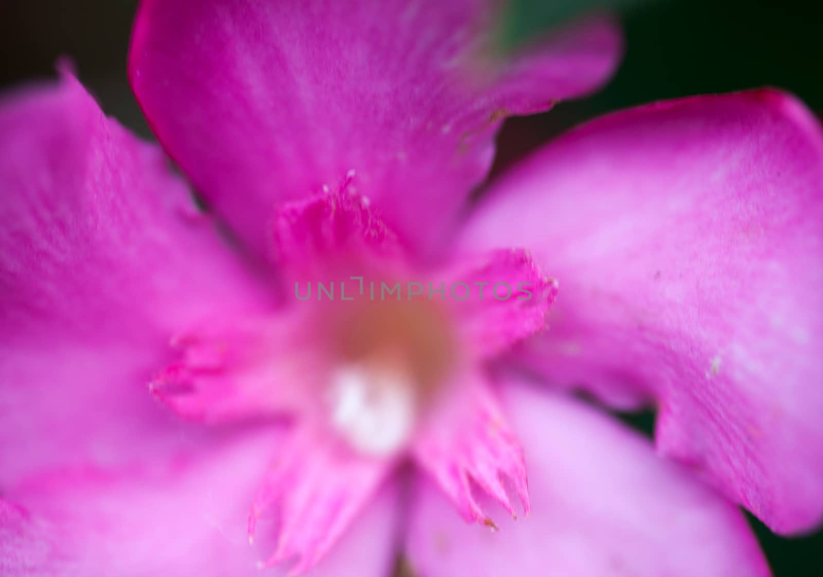 Pink flower of the Nerium oleander. Close up.