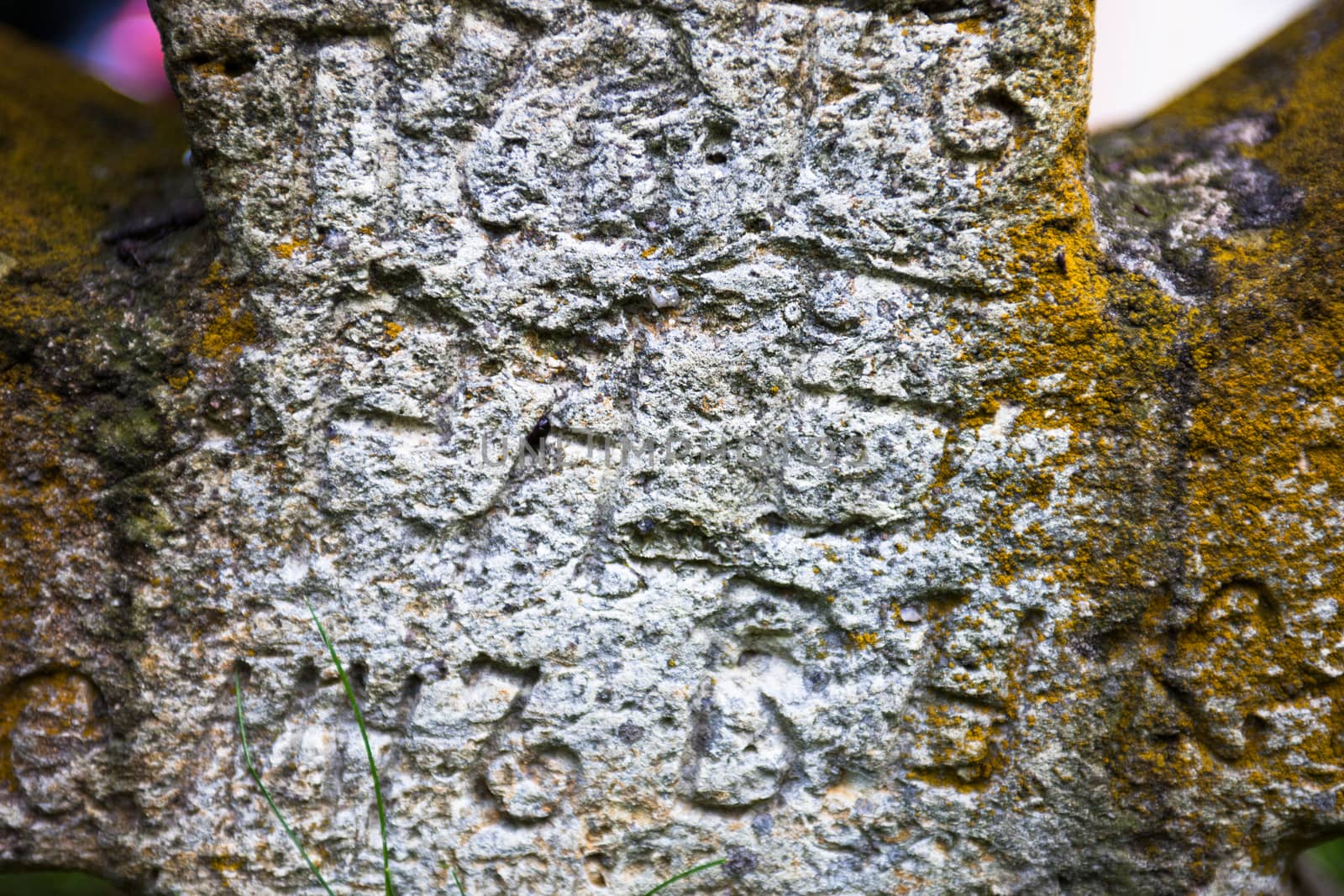 Moss-grown surface of the old stone cross by rootstocks