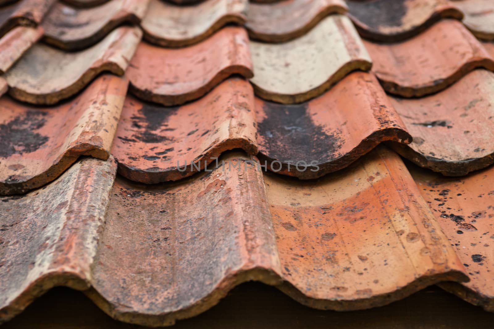 The old roof covered with orange tiles by rootstocks