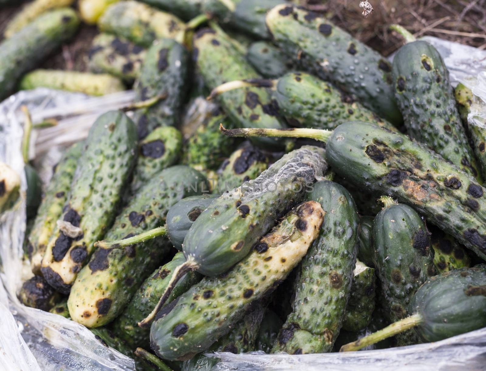 Piles of rotten cucumbers on the landfill by rootstocks