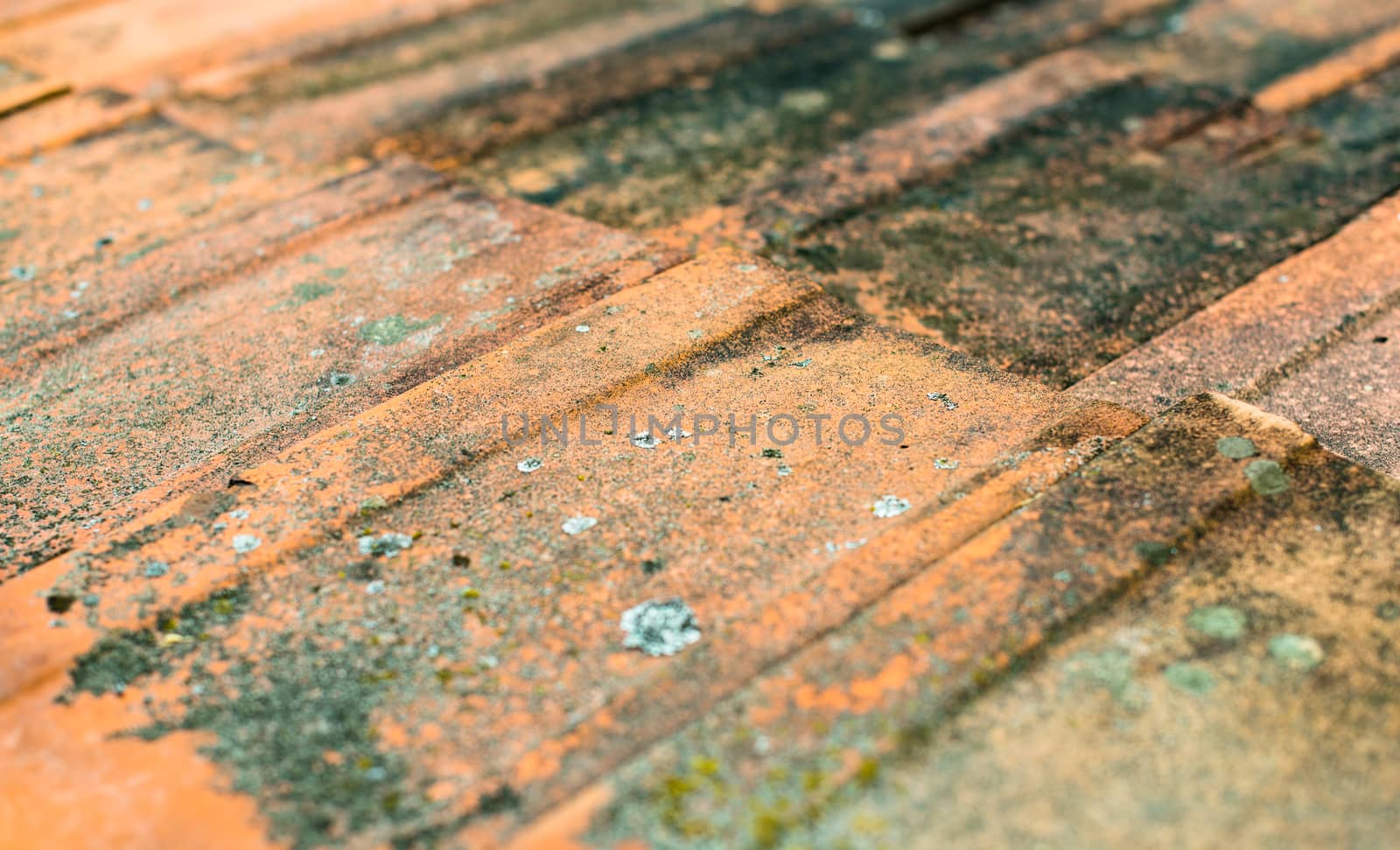Old dirty orange roof tiles by rootstocks