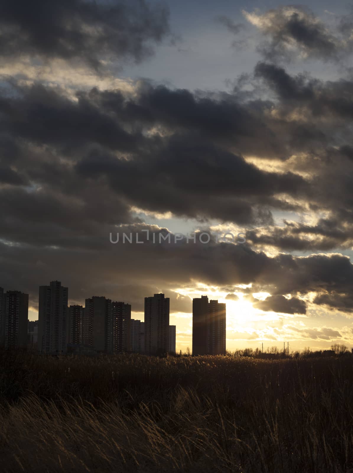 Urban landscape. Silhouettes of Kyiv high-rise buildings by rootstocks