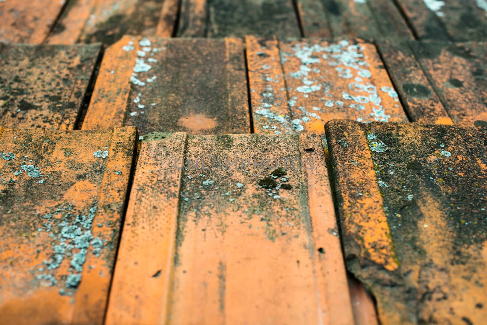 Old dirty orange roof tiles by rootstocks