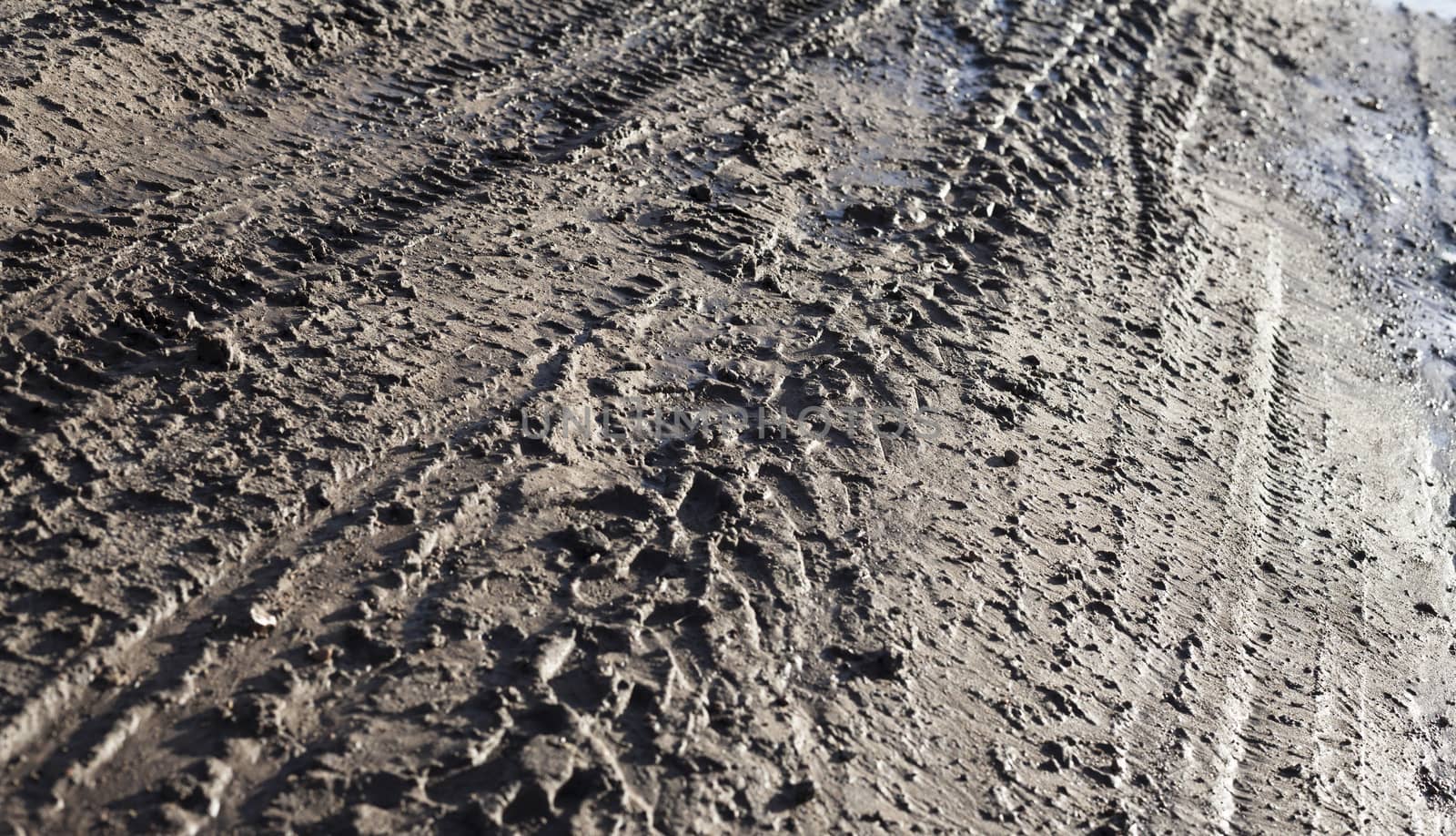 Wheel tracks on the dirt road by rootstocks