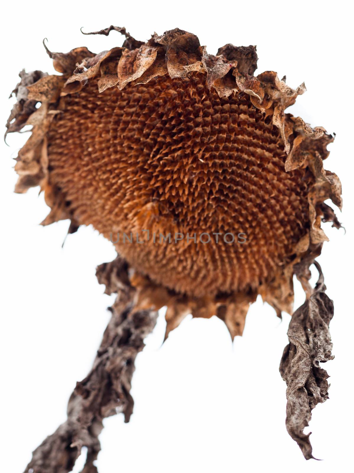 Withered sunflower head in winter by rootstocks