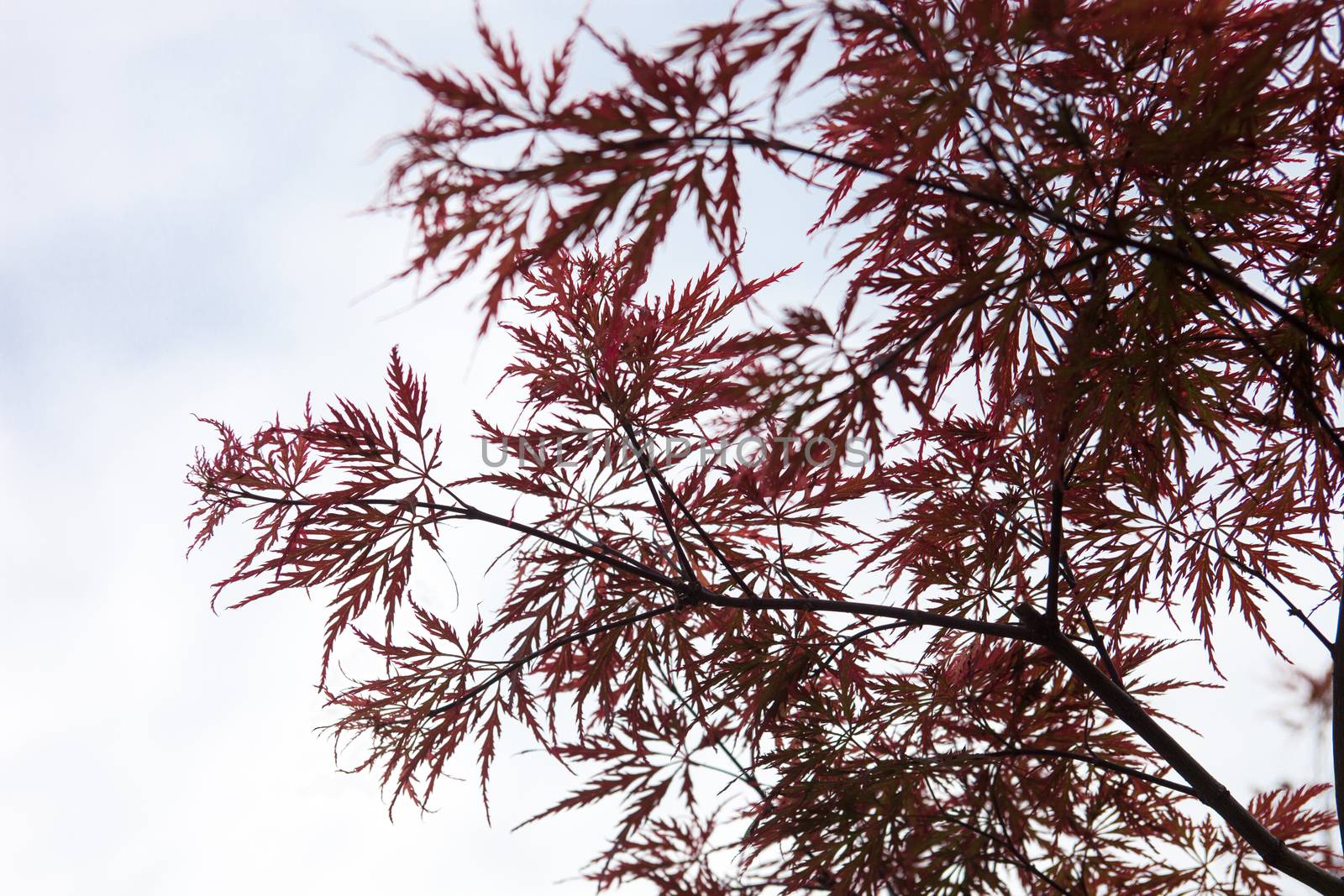 Pink leaves on the branches of the Japanese maple by rootstocks
