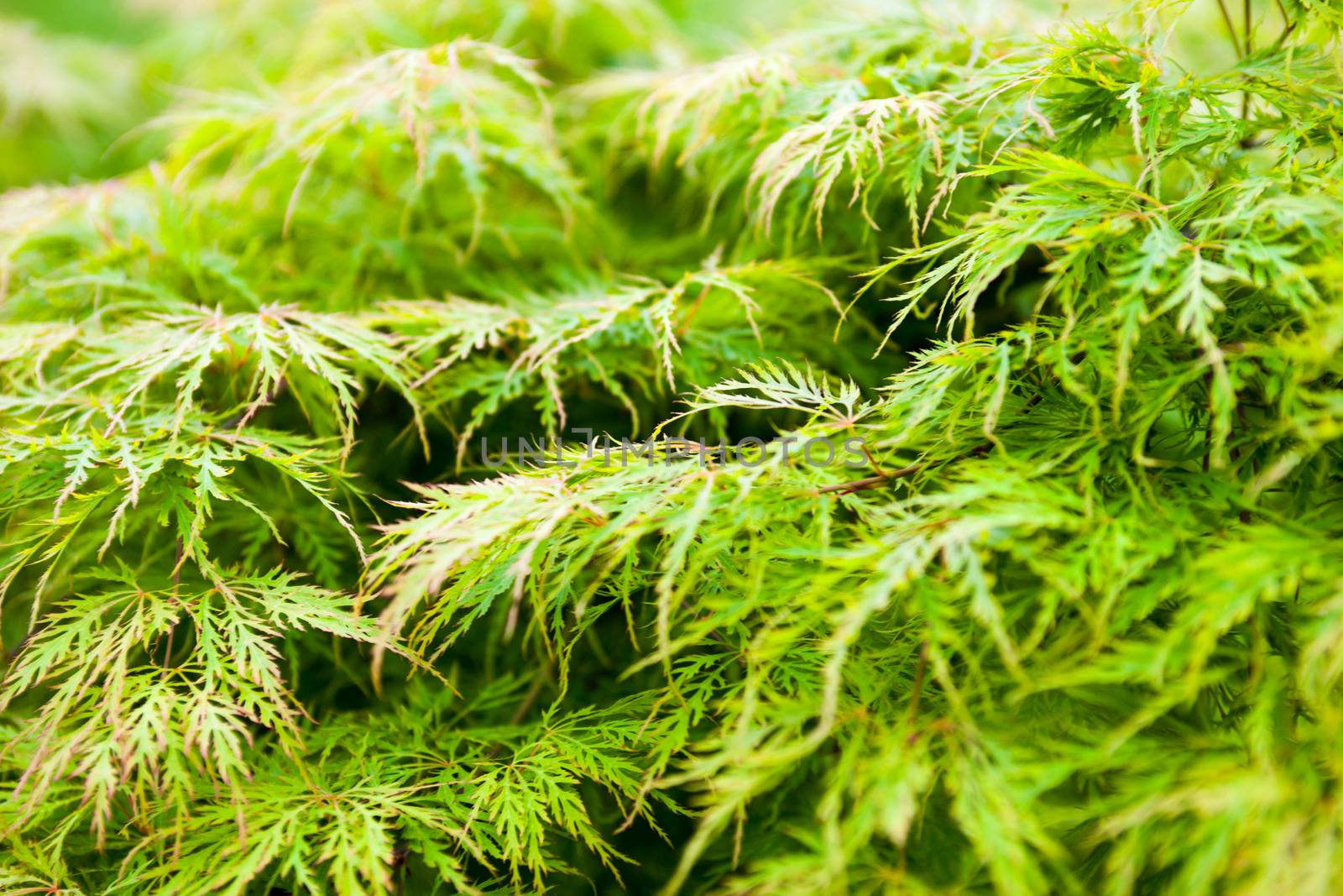 Green leaves of the Japanese maple (Acer palmatum) by rootstocks