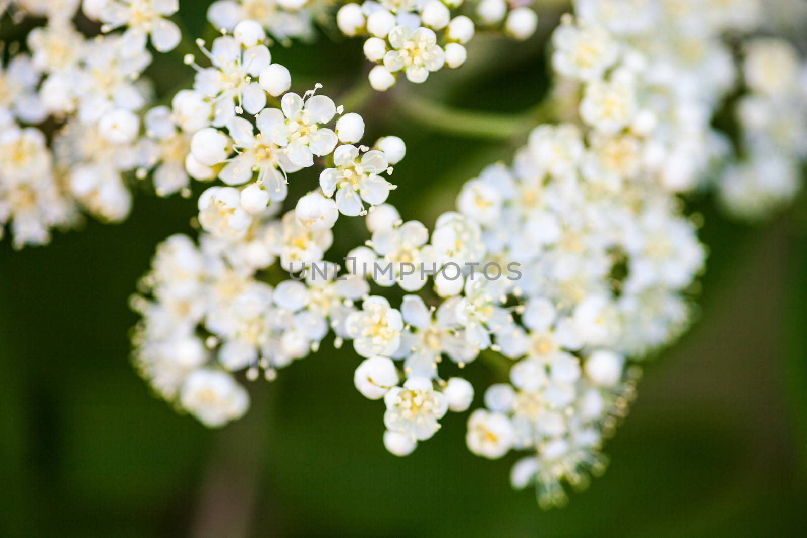 White rowan flowers by rootstocks