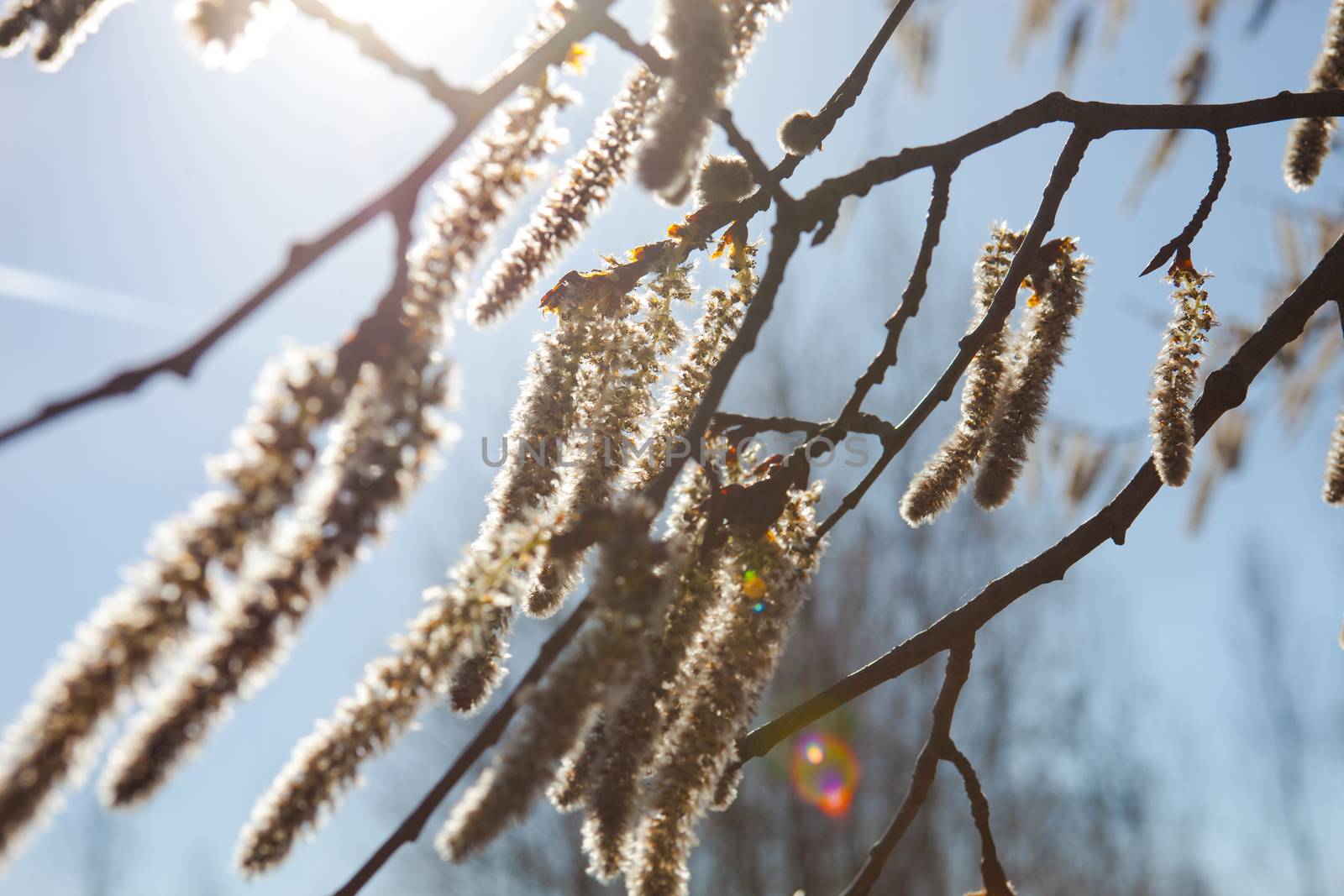 Flowering catkins of a poplar by rootstocks