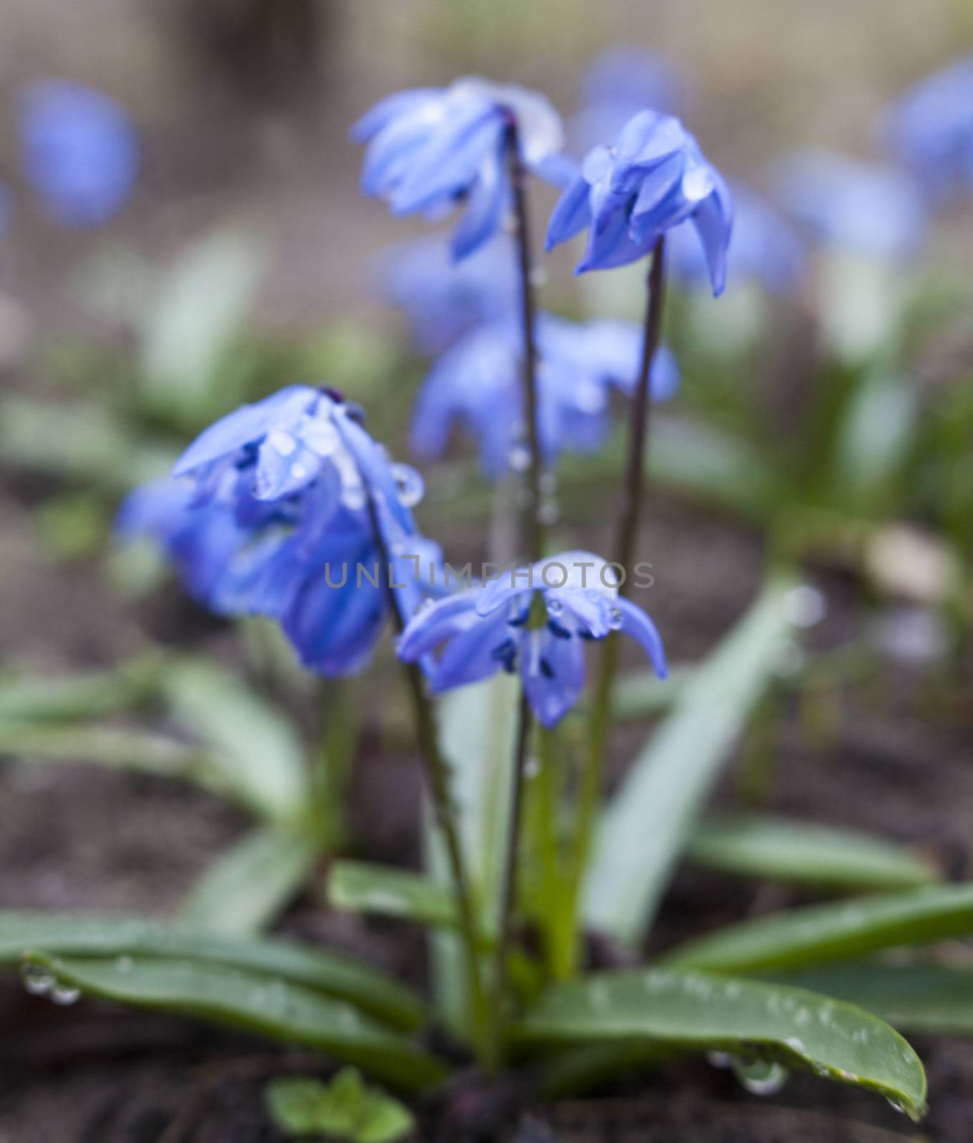 Blue Scilla flowers blooming in early spring by rootstocks
