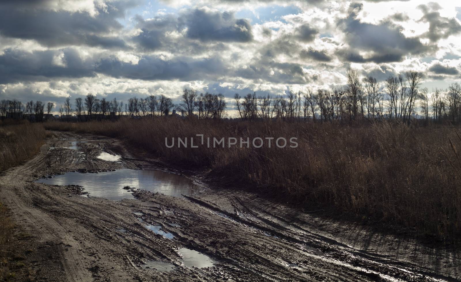 Mud and puddles on the dirt road near Kyiv by rootstocks