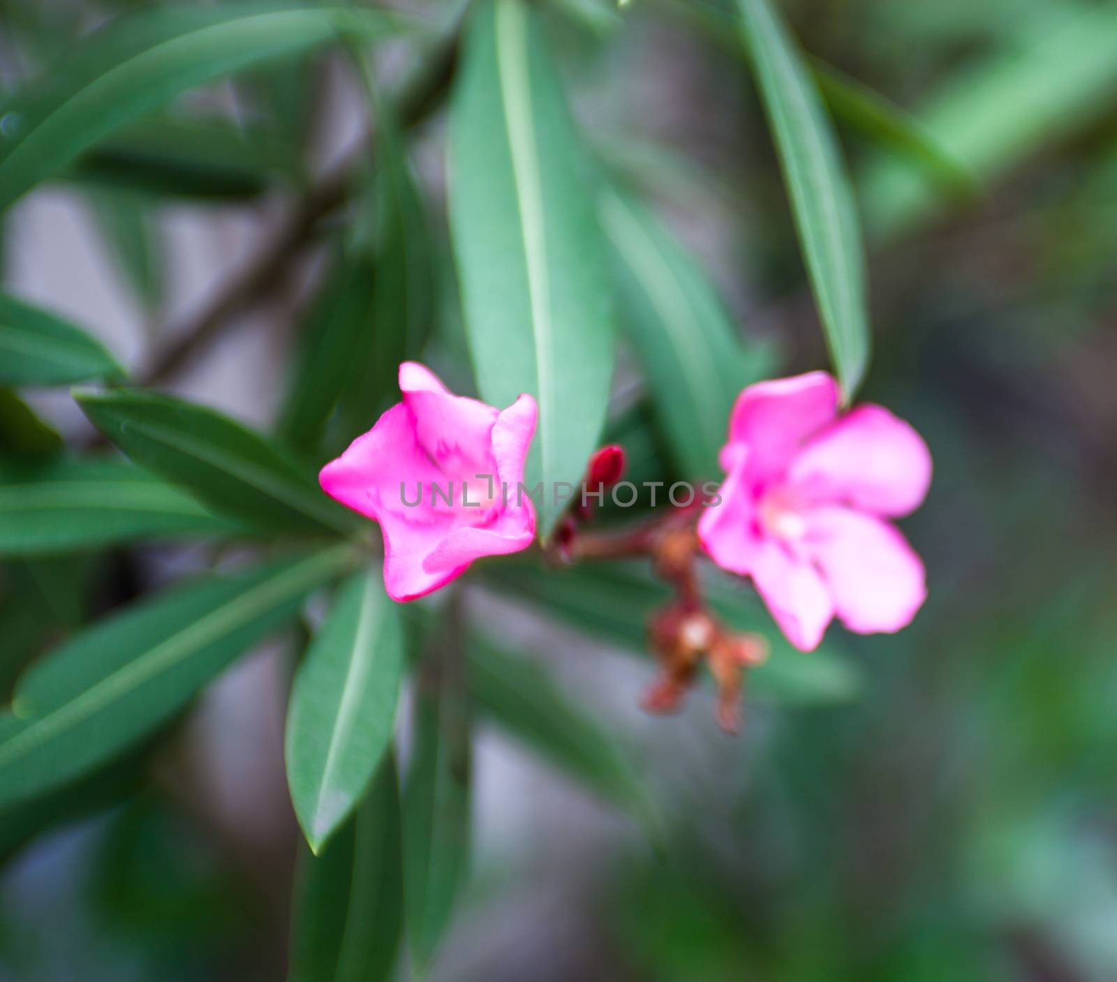 Nerium oleander pink flowers and buds by rootstocks