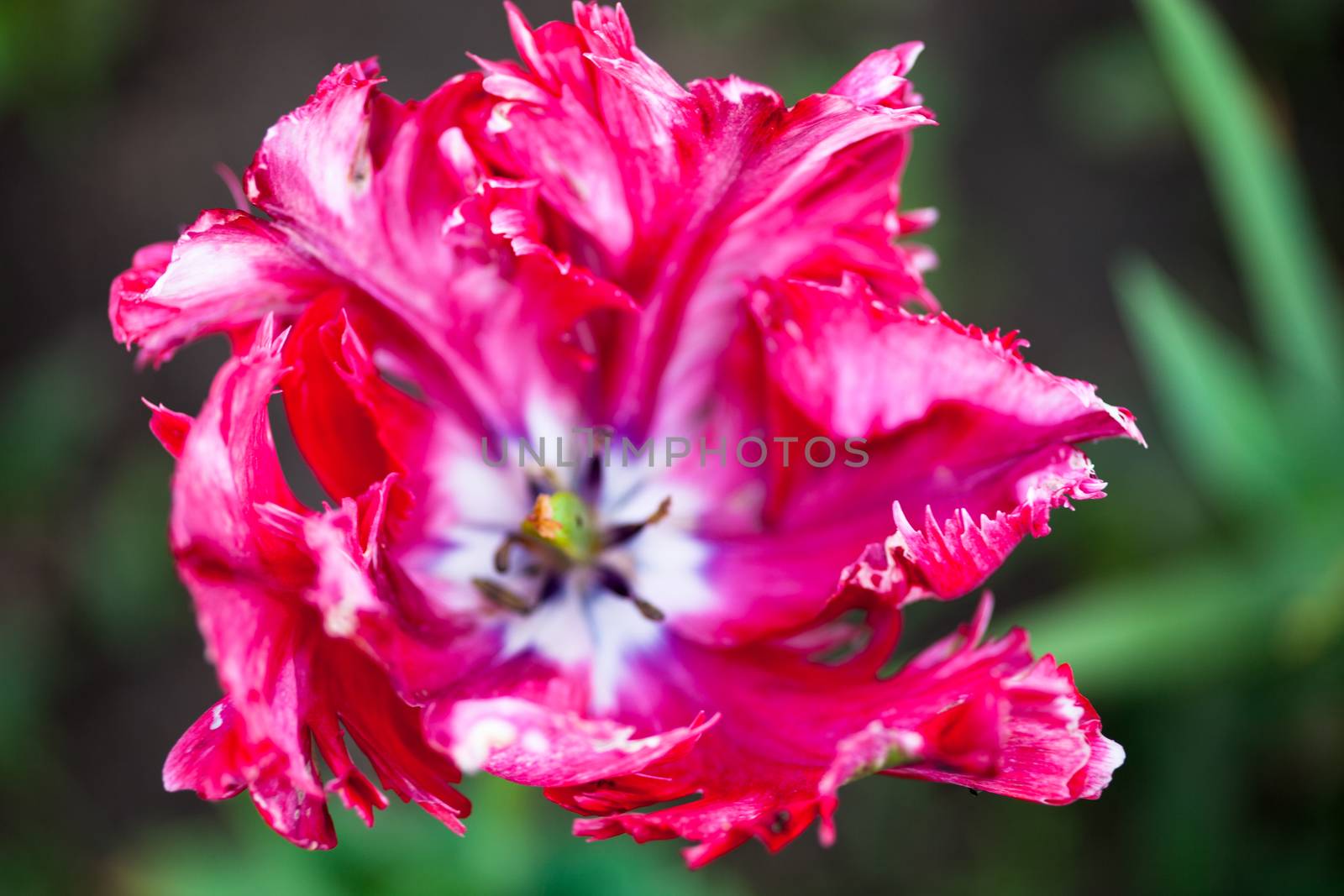 Closeup of the blooming pink tulip flower by rootstocks