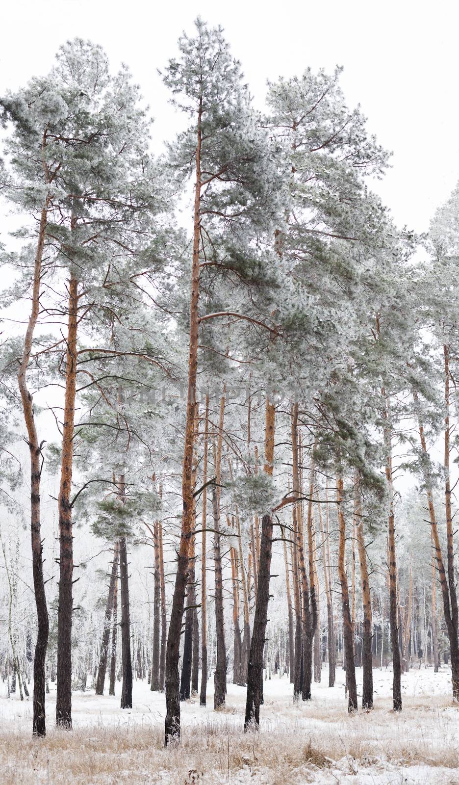 Pine forest covered with hoarfrost in the cloudy day.