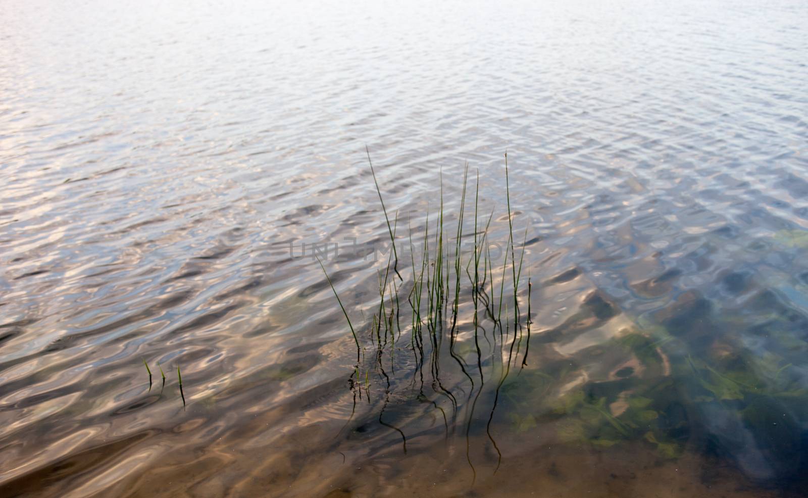 Water surface near the bank with visible water plants and young reed stems.