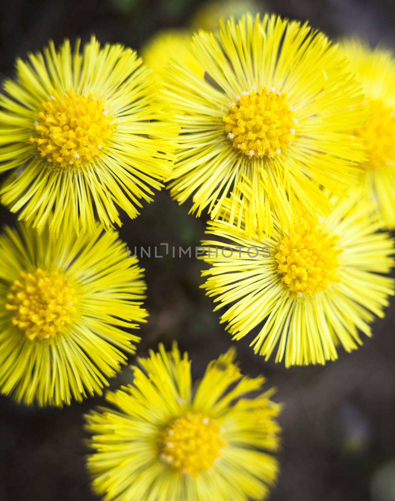 Yellow coltsfoot flowers (Tussilago farfara) by rootstocks