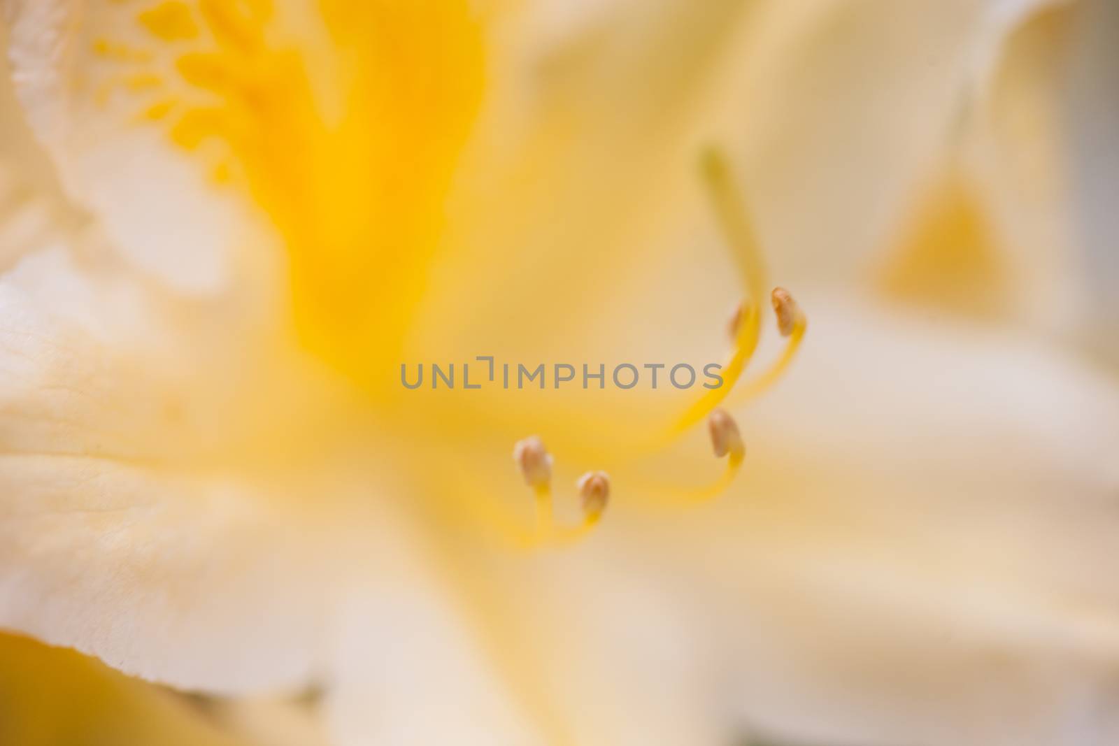 Yellow flower of rhododendron shrub. Close up.