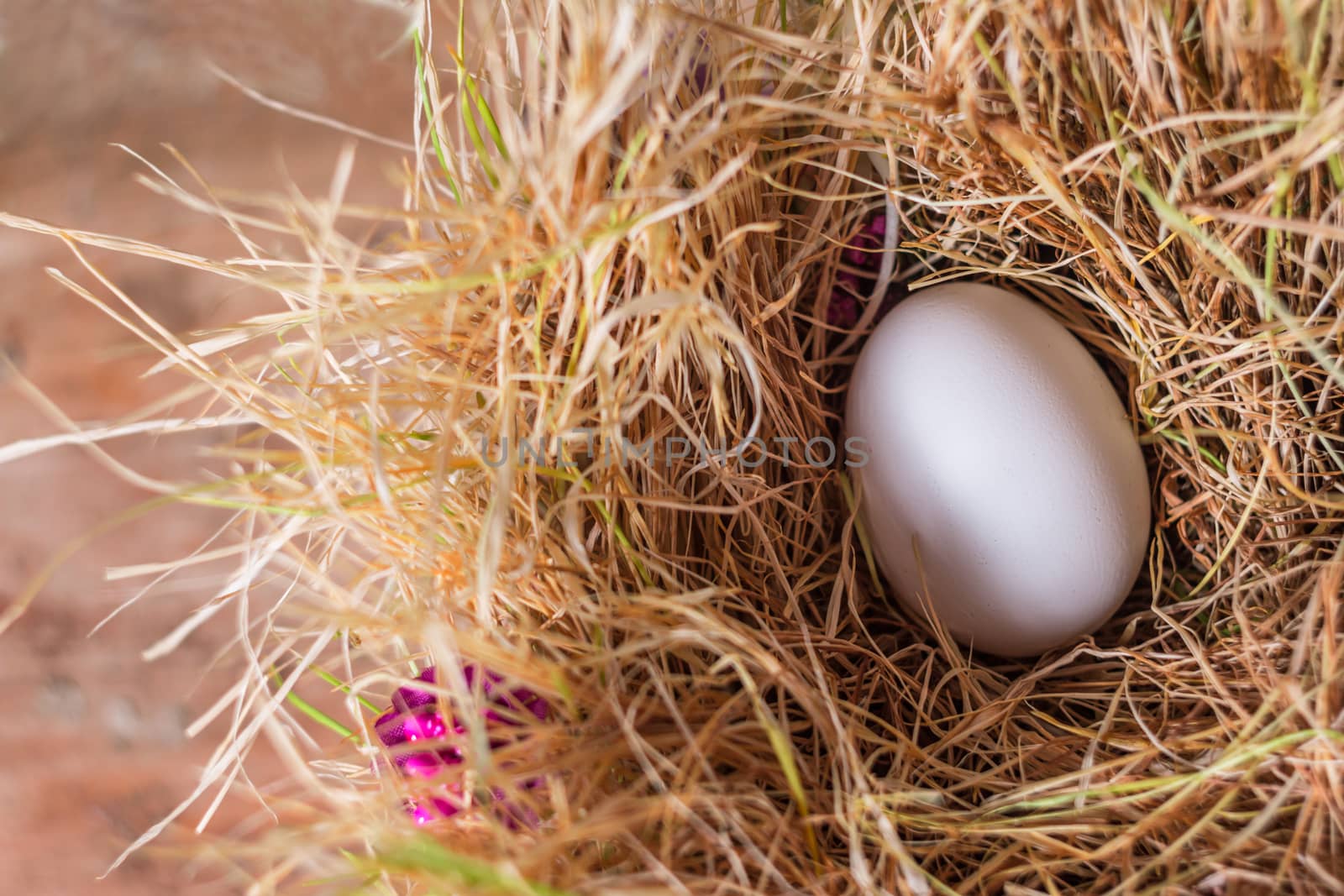 White egg in a nest of hay