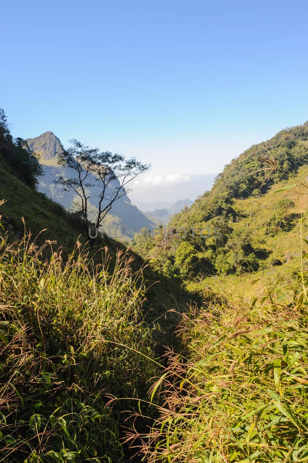 Beautiful hiking trails in rainforest, northern Thailand.