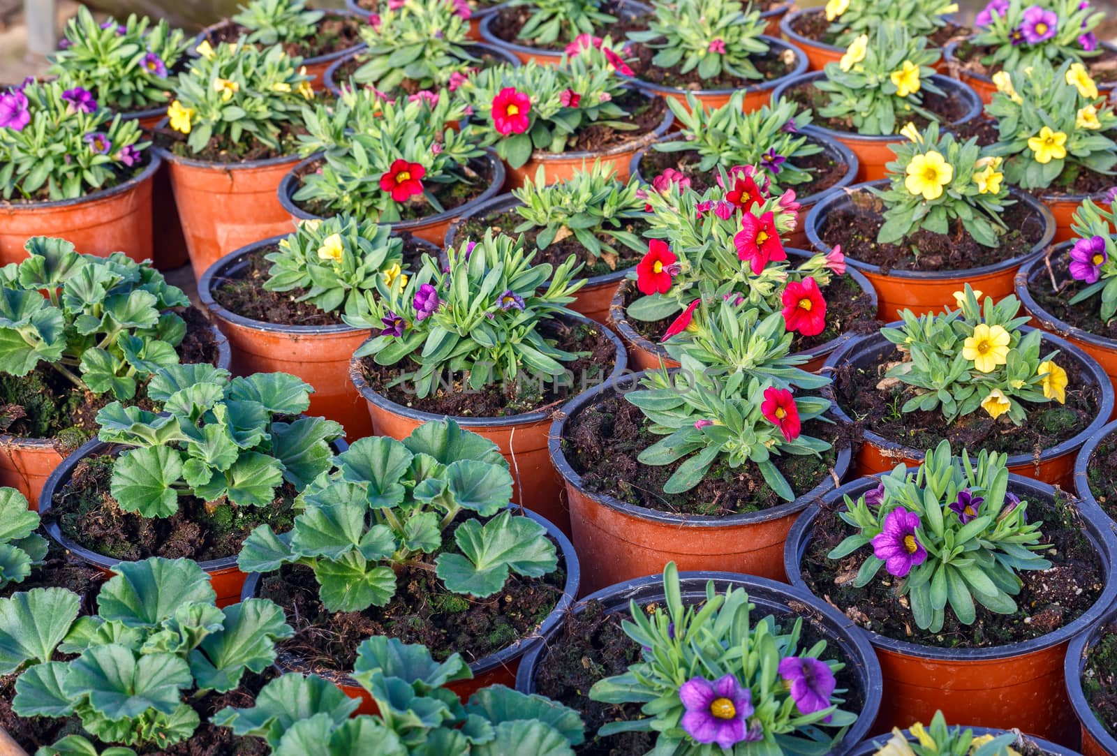 Color picture of seedlings in pots in a nursery