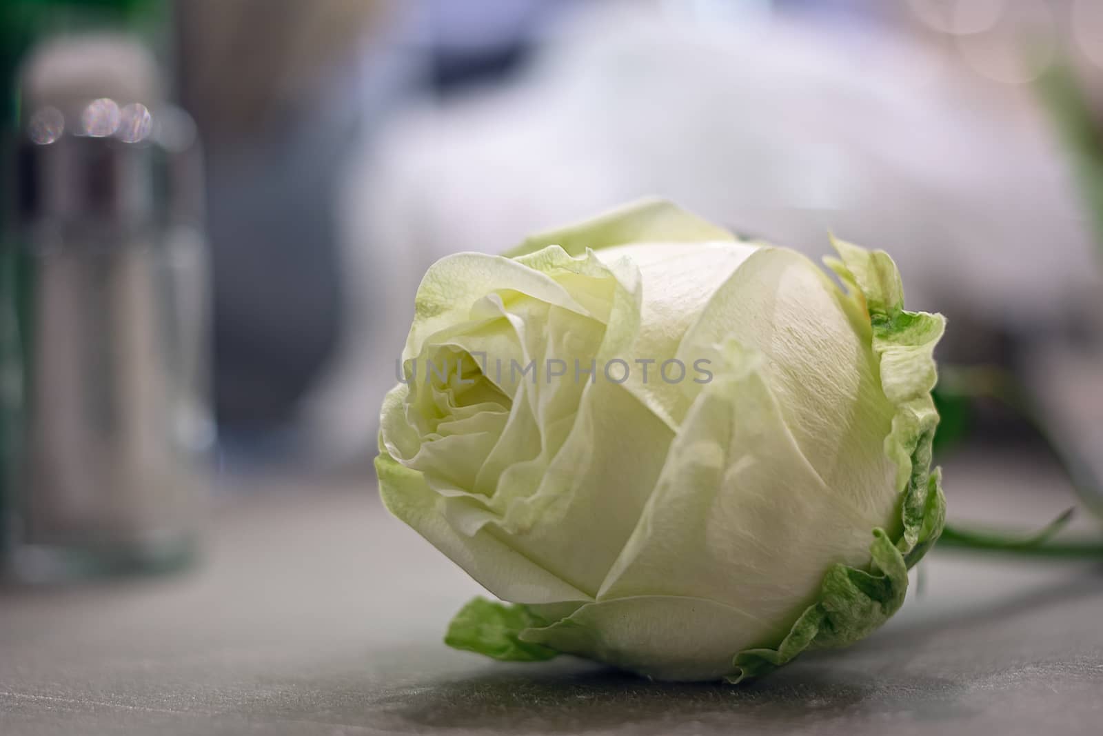 white rose with a very blurry background