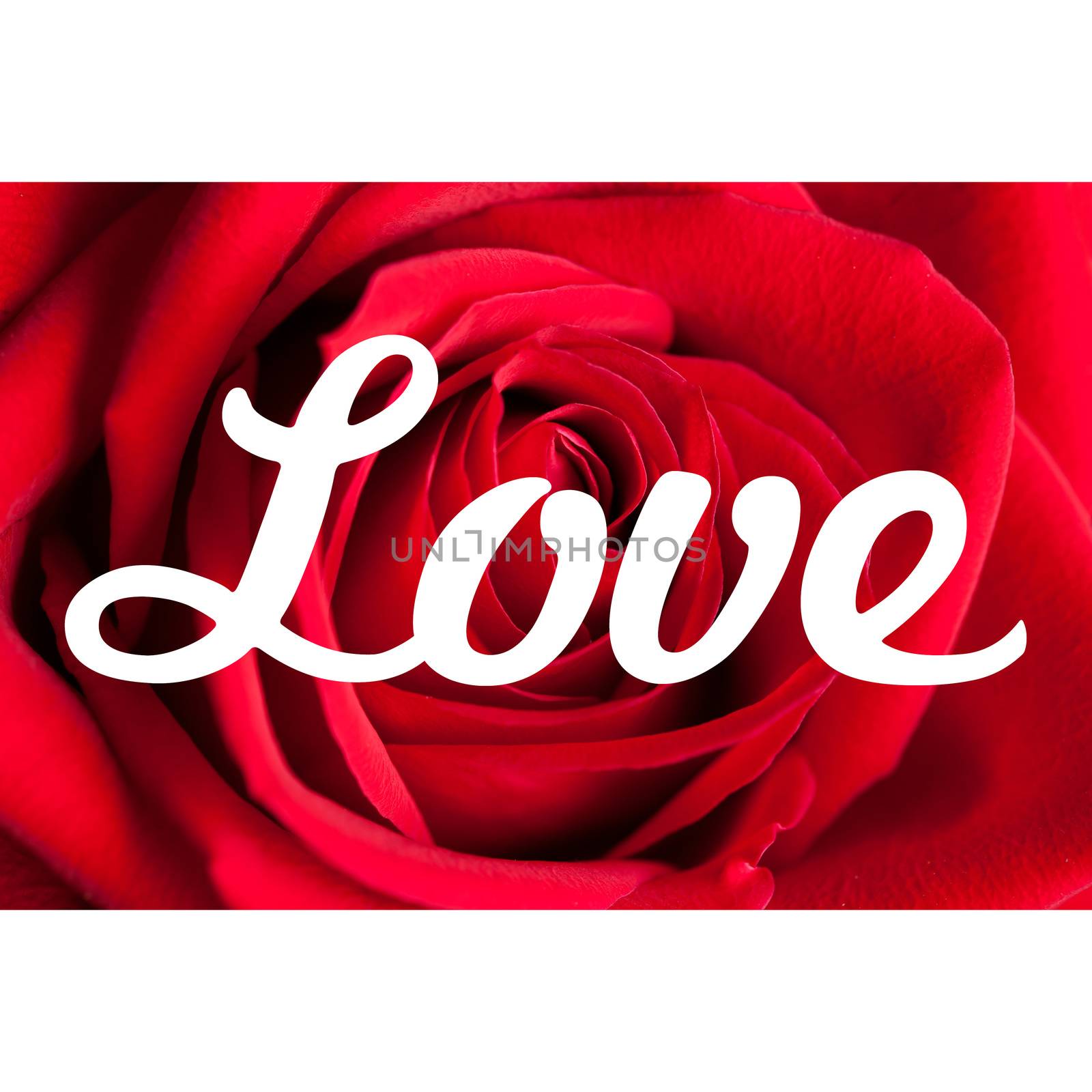 Love typography background with rose petals and white borders.