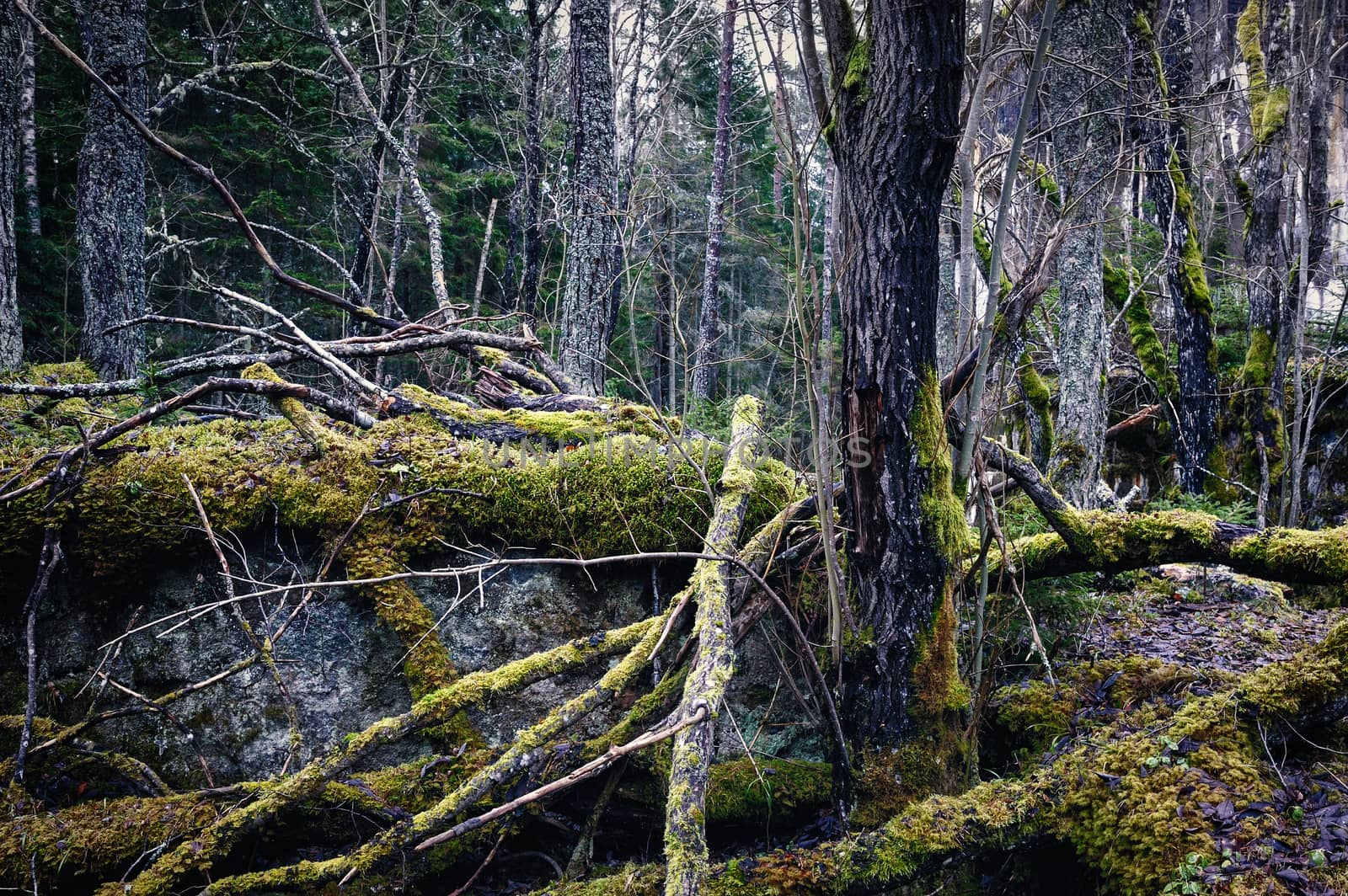 Moss covered rocks in pine tree forest