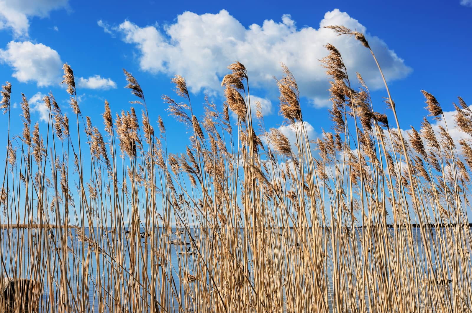 Natural background of reeds against the sea