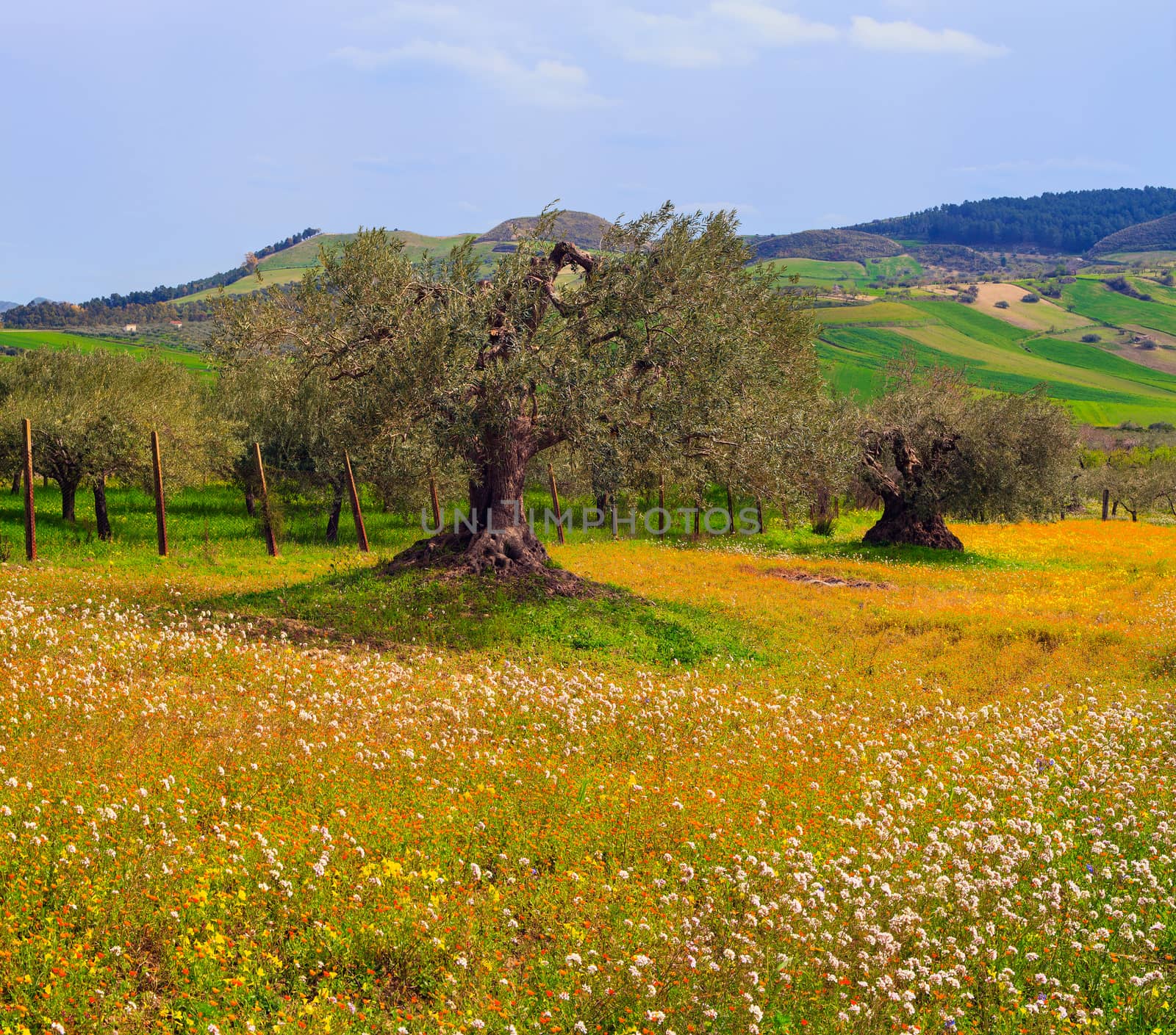 View of Sicilian countryside in the spring season, Olive trees and colorful flowers