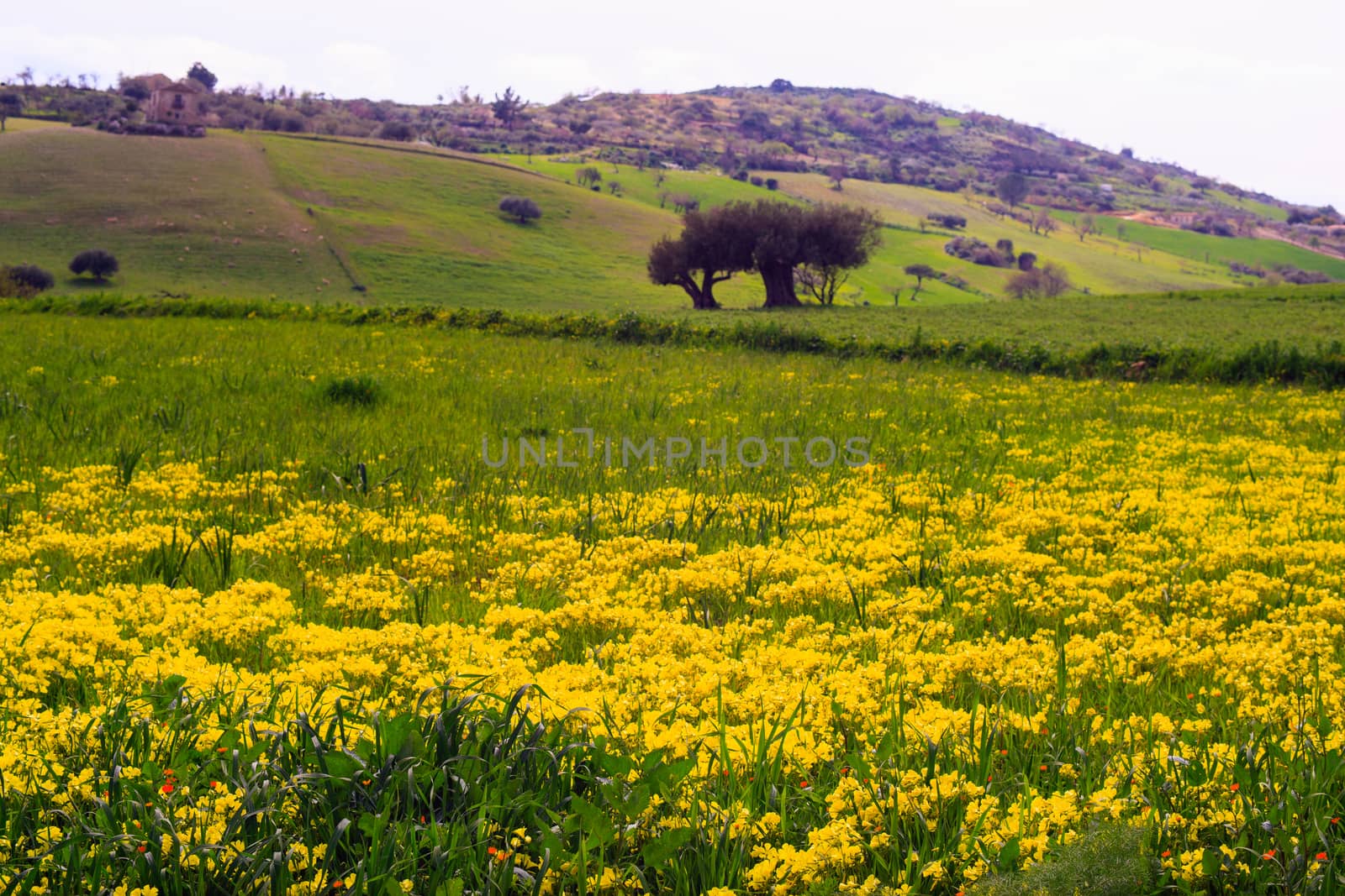 View of Sicilian field covered by yellow flowers